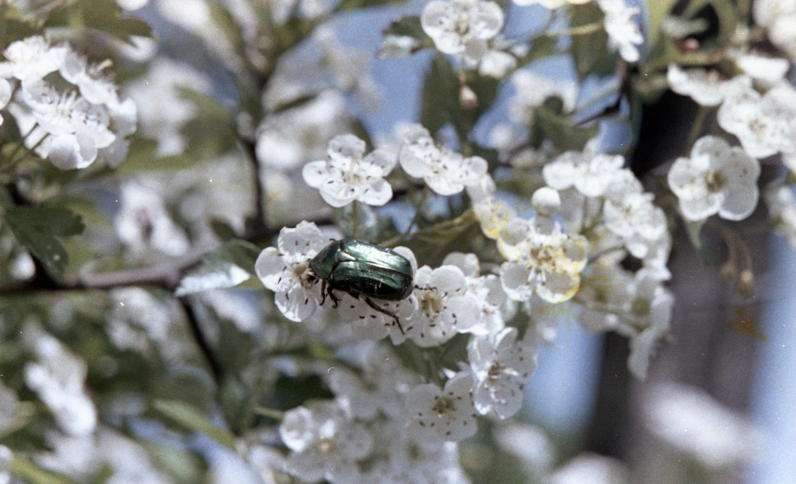 1958, Zsanda Zsolt, Vajszada Károly, colorful, wood, flower, insect, blossoming, bug, Fortepan #60223