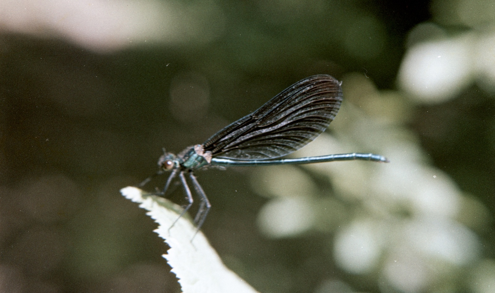 1958, Zsanda Zsolt, Vajszada Károly, colorful, dragonfly, Fortepan #60225