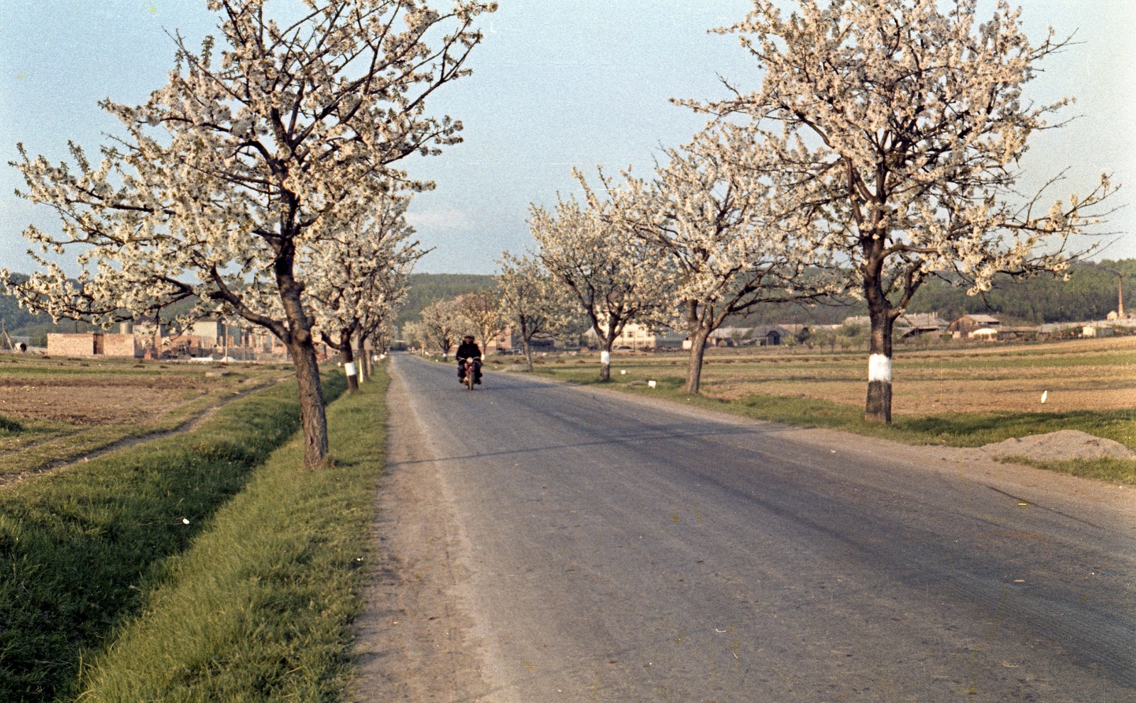 Slovakia, Poltár, ulica Slobody., 1960, Zsanda Zsolt, Vajszada Károly, Czechoslovakia, colorful, spring, blossoming, Fortepan #60250
