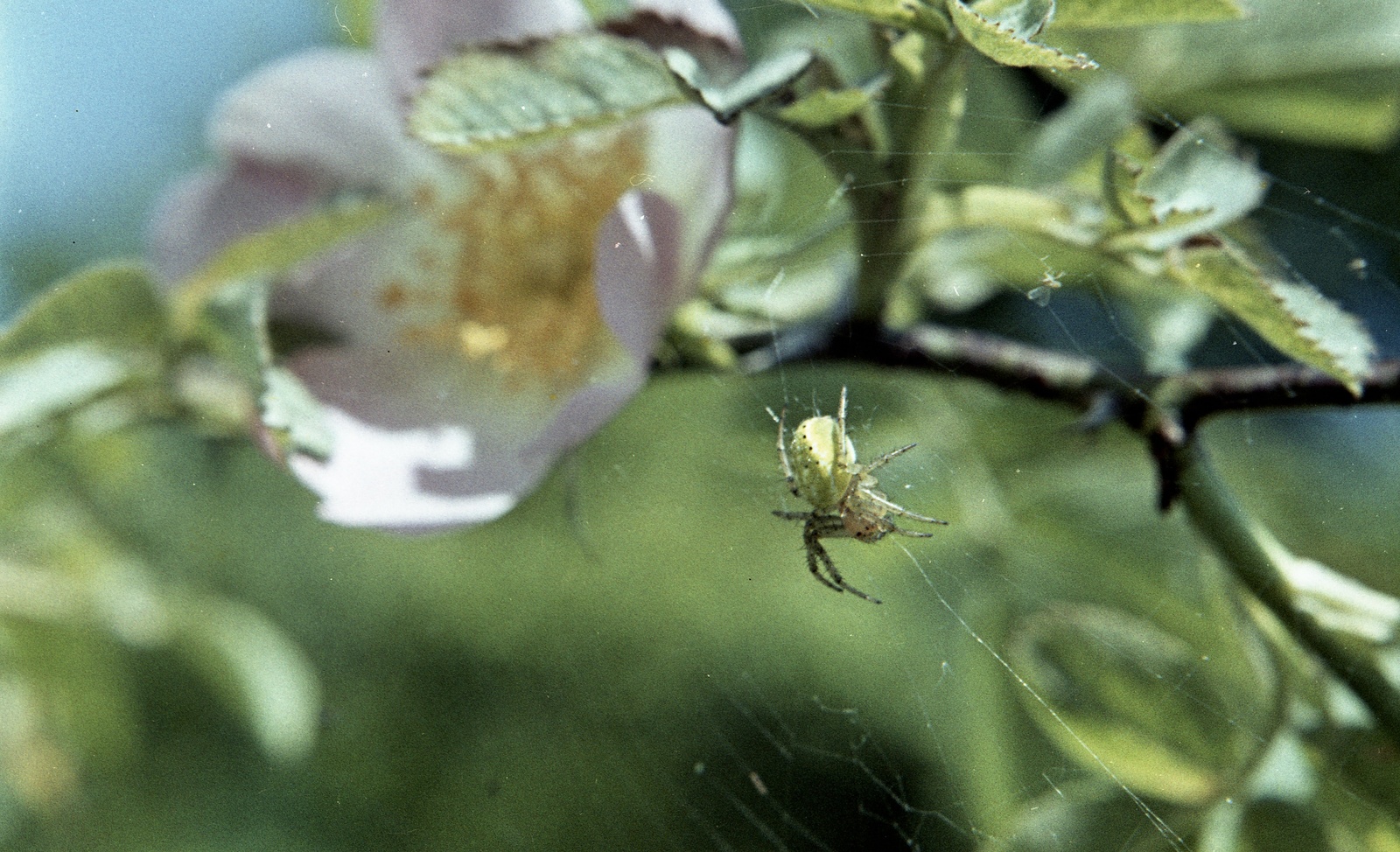 1960, Zsanda Zsolt, Vajszada Károly, colorful, spider, spiderweb, Fortepan #60261