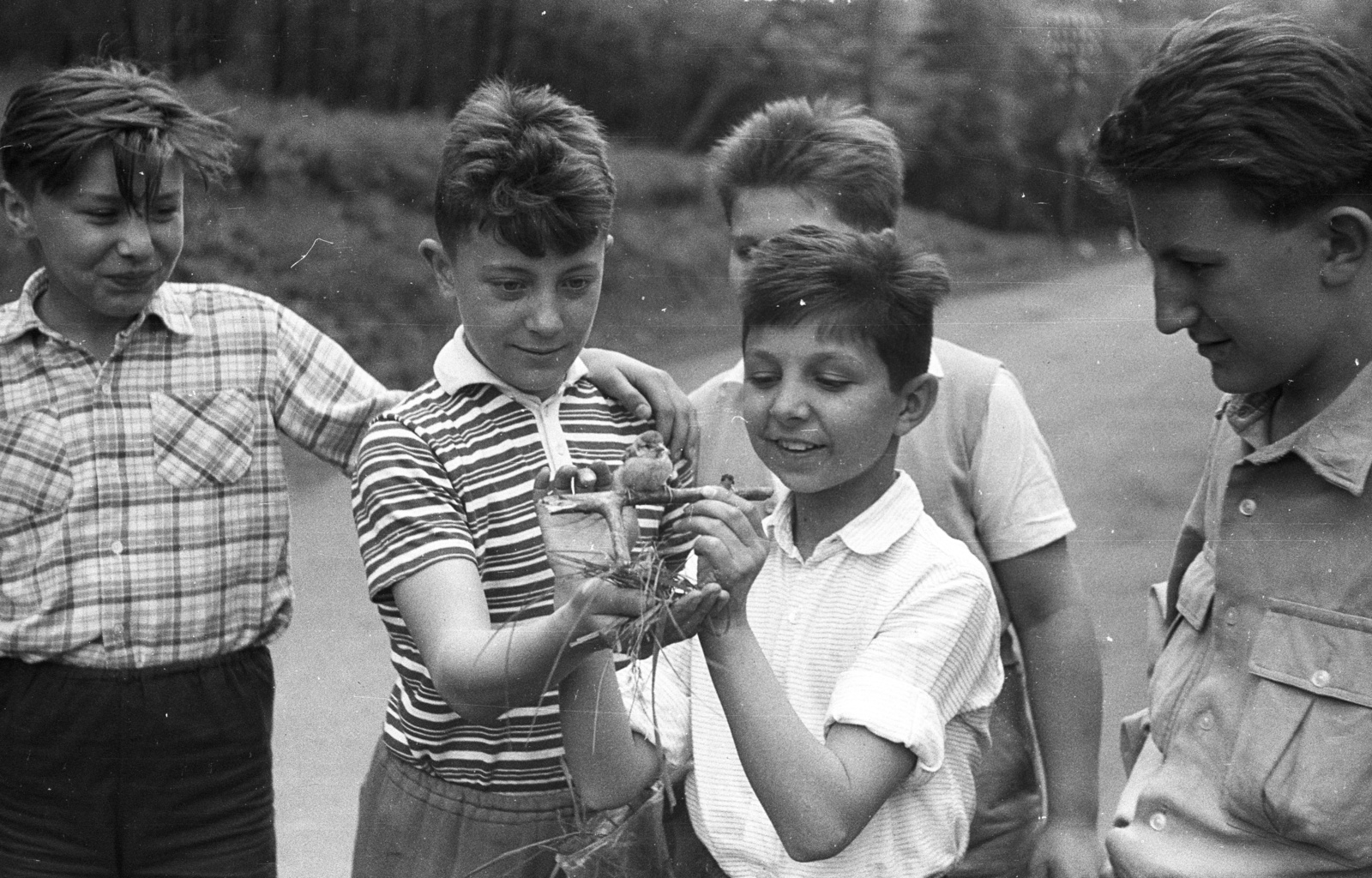 1962, Lencse Zoltán, bird, Fortepan #60819