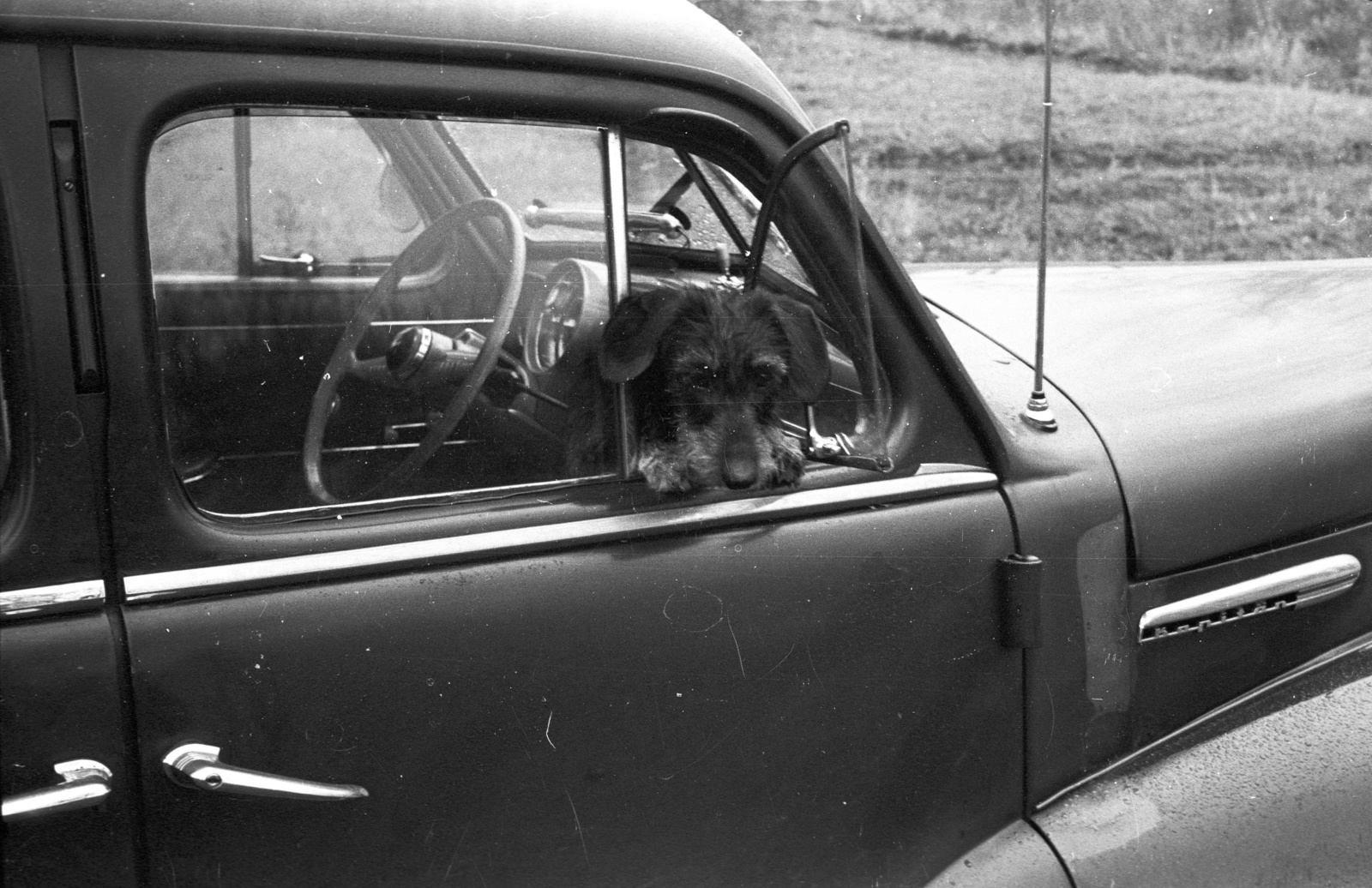 1965, Lencse Zoltán, dog, German brand, Opel-brand, automobile, Dachshund, Fortepan #60972
