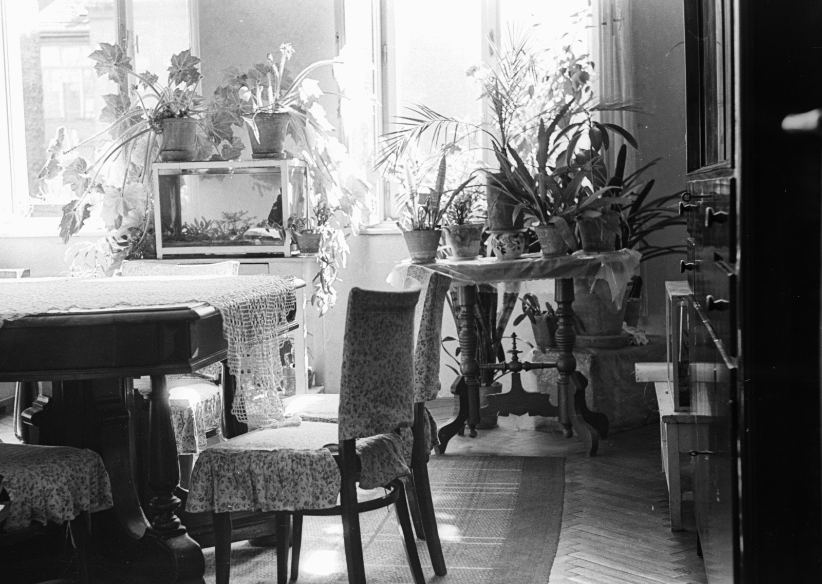 1964, Lencse Zoltán, aquarium, interior, lace, indoor plants, Fortepan #61004