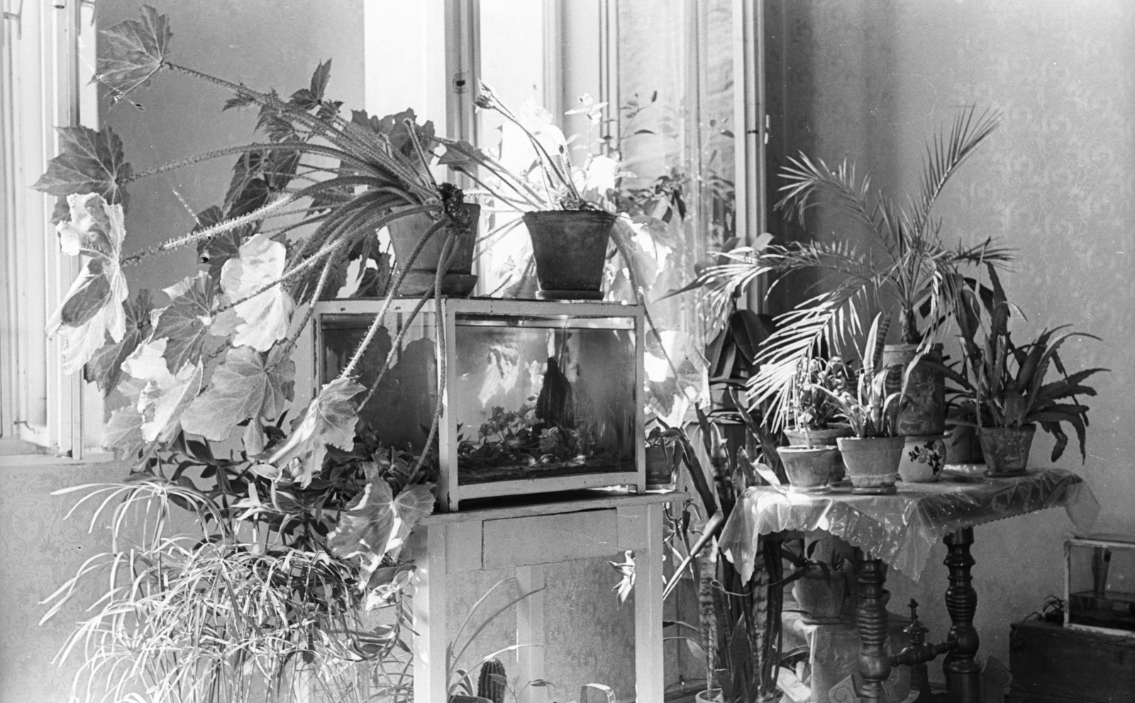 1964, Lencse Zoltán, aquarium, indoor plants, Fortepan #61005
