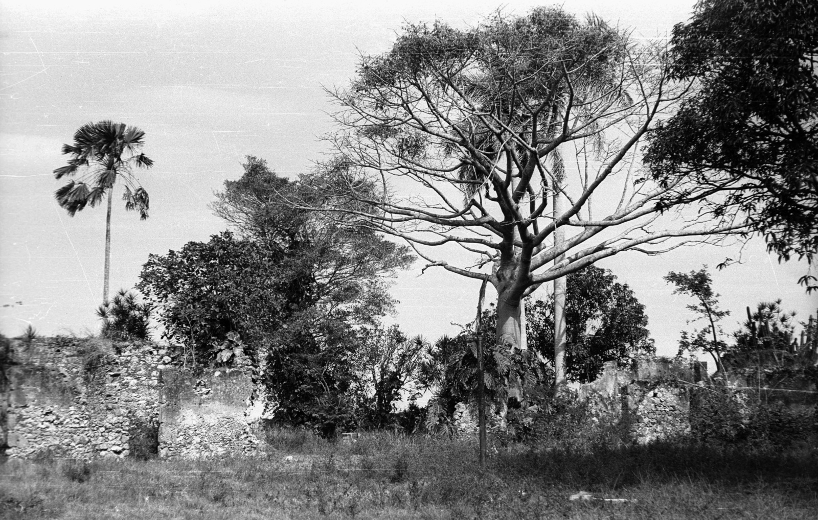 Cuba, Santa Fé, elhagyott birtok összeomlott kastélya., 1974, Mészáros Zoltán, ruins, palm tree, Fortepan #61466
