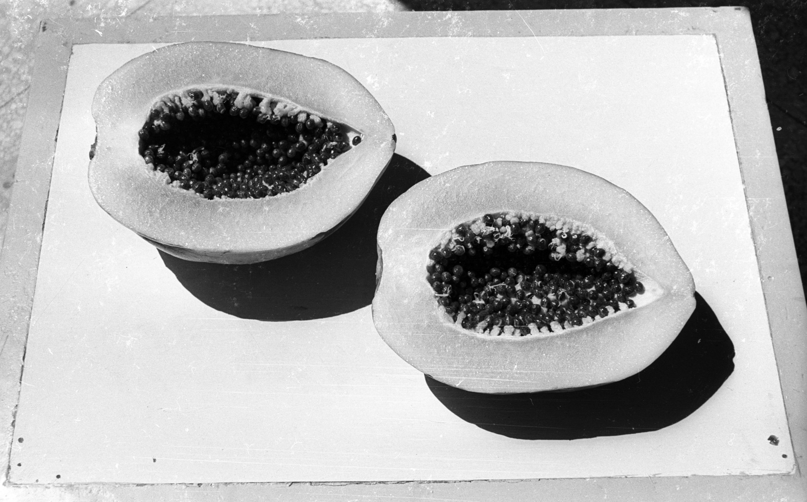 Cuba, a papaja vagy dinnyefa (Carica papaya) gyümölcse., 1974, Mészáros Zoltán, fruit, Fortepan #61498