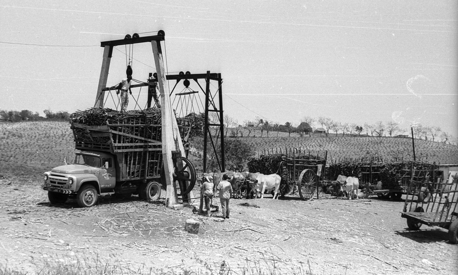 Cuba, cukornád rakodására használt emelők., 1974, Mészáros Zoltán, commercial vehicle, ZIL-brand, cattle, hackery, hoist, sugar cane, making of sugar, Fortepan #61502