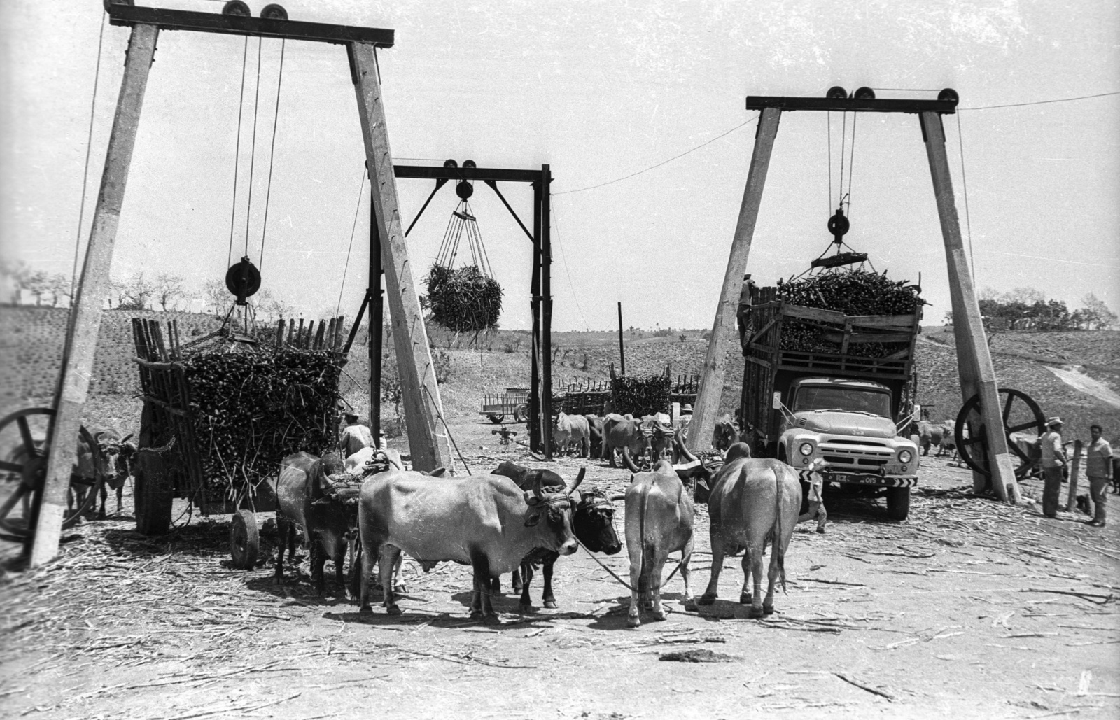 Kuba, cukornád rakodására használt emelők., 1974, Mészáros Zoltán, ZIL-márka, bivaly, ökörfogat, emelő, nádcukor, cukorgyártás, Fortepan #61504