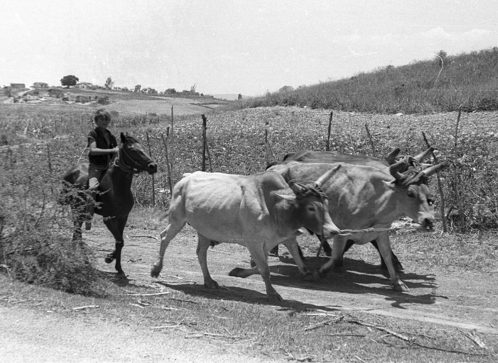 Cuba, 1974, Mészáros Zoltán, horse, cattle, rider, Fortepan #61507