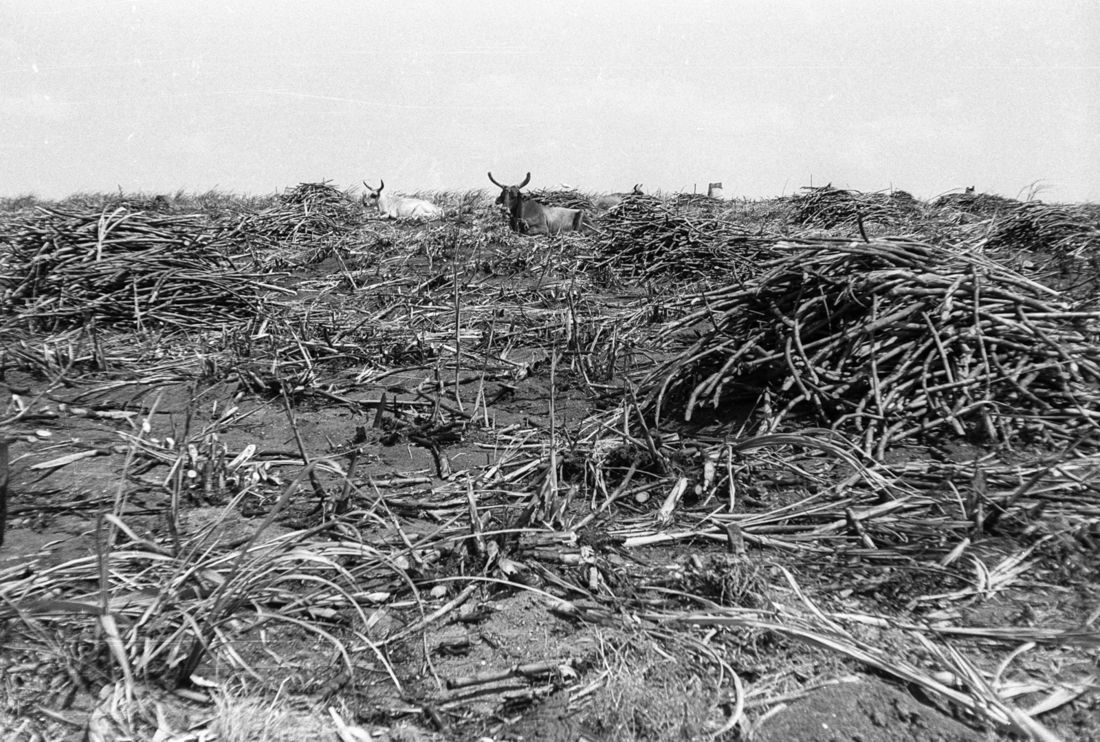 Cuba, levágott cukornád., 1974, Mészáros Zoltán, cattle, sugar cane, making of sugar, Fortepan #61508