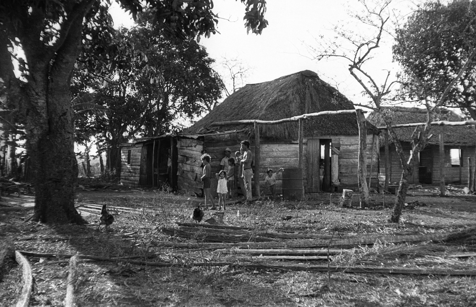 Cuba, falusi ház., 1974, Mészáros Zoltán, village, poultry, Fortepan #61516