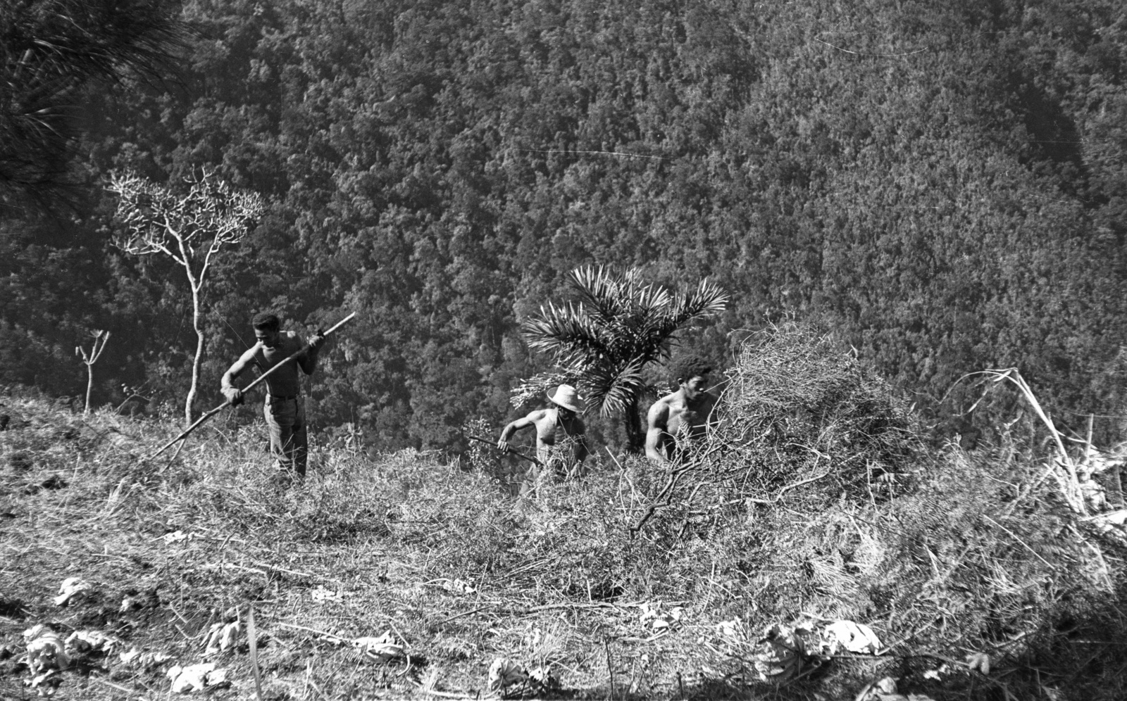 Cuba, Pinar del Rio tartomány, erdei munkások., 1974, Mészáros Zoltán, worker, palm tree, pine forest, Fortepan #61533