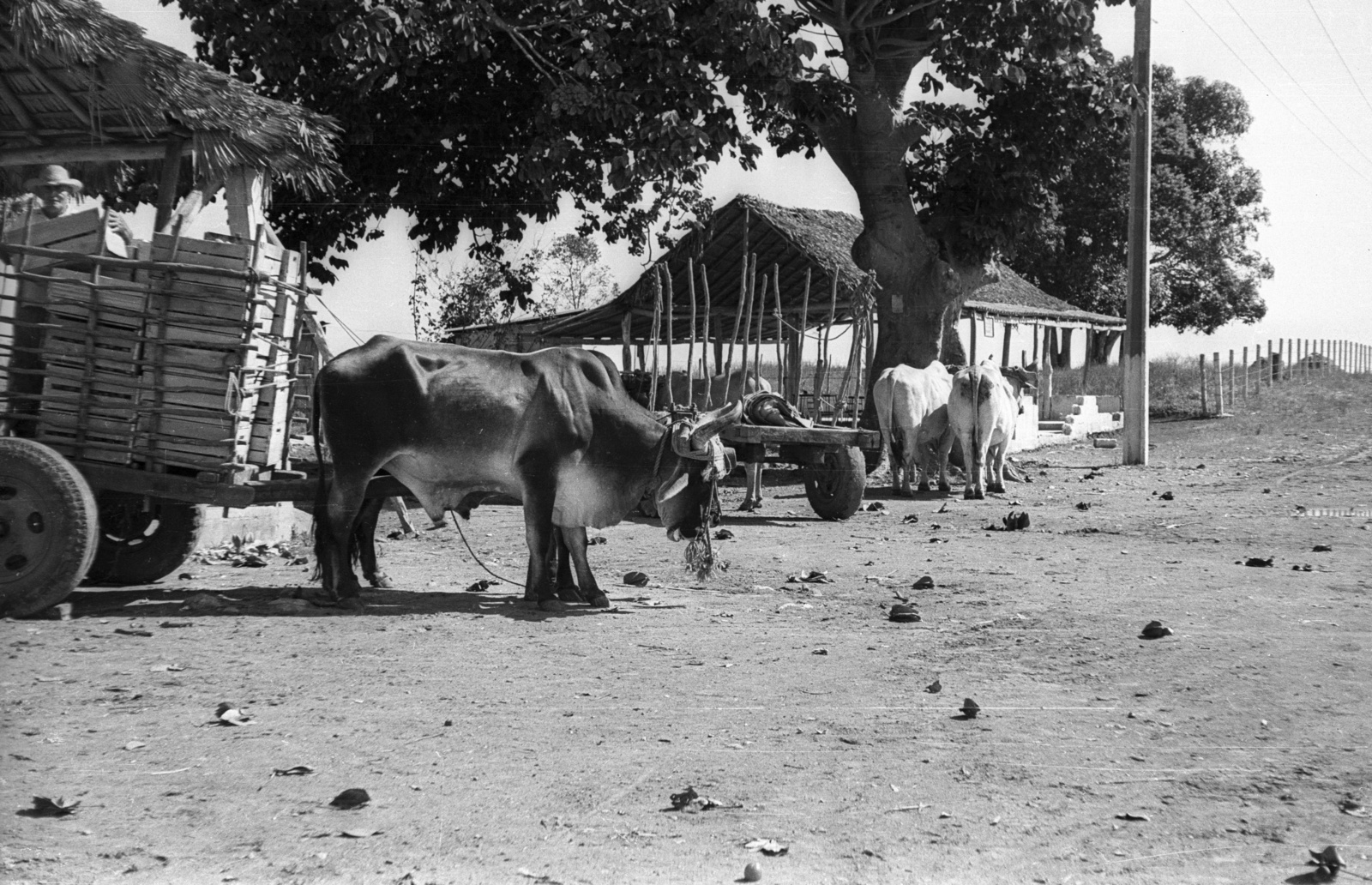 Cuba, gyümölcsszállító kordék., 1974, Mészáros Zoltán, cattle, Fortepan #61535
