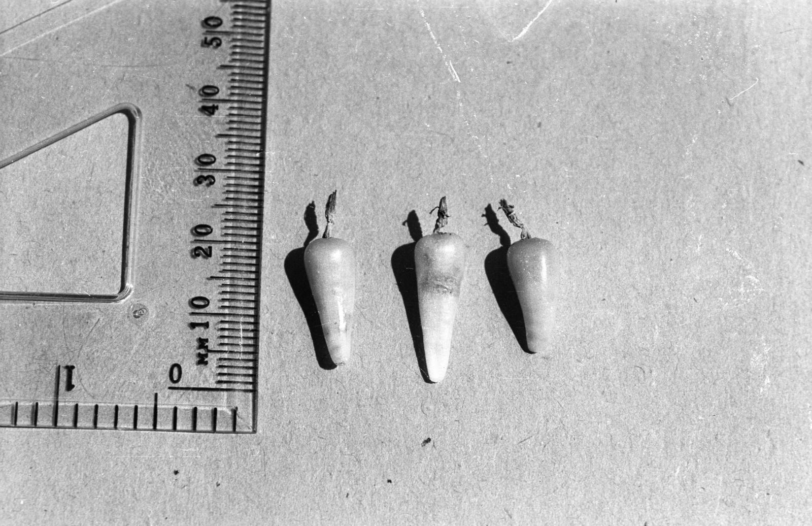 Cuba, Melocactus fajok termései., 1974, Mészáros Zoltán, fruit, ruler, Fortepan #61542