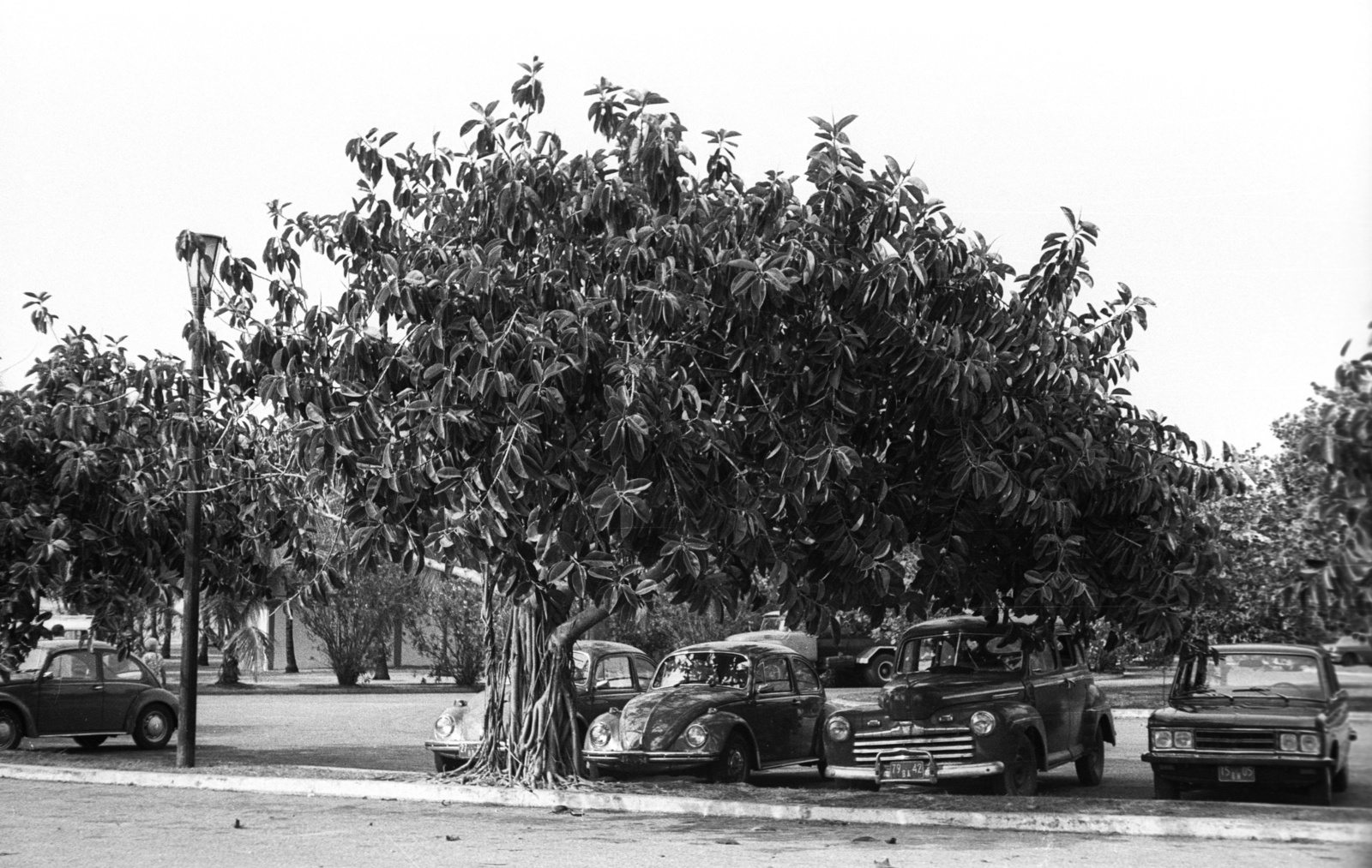 Cuba, parkoló a tengerpart közelében., 1974, Mészáros Zoltán, car park, automobile, number plate, Volkswagen Beetle, Fortepan #61549