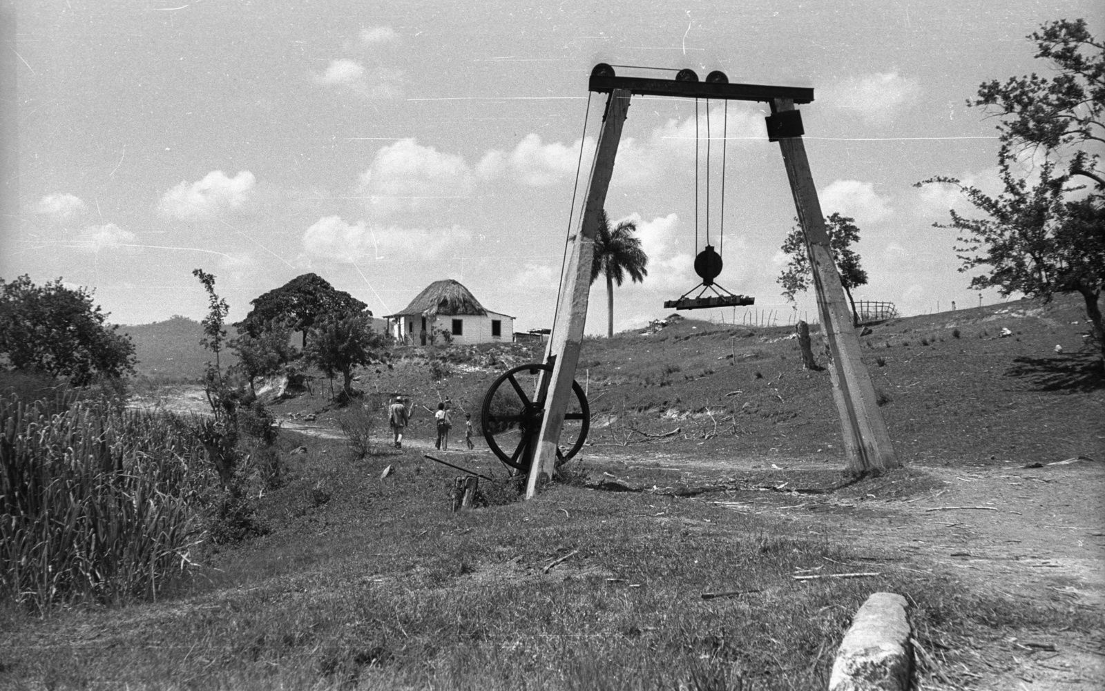Cuba, cukornád rakodására használt emelő., 1974, Mészáros Zoltán, palm tree, hoist, sugar cane, Fortepan #61562