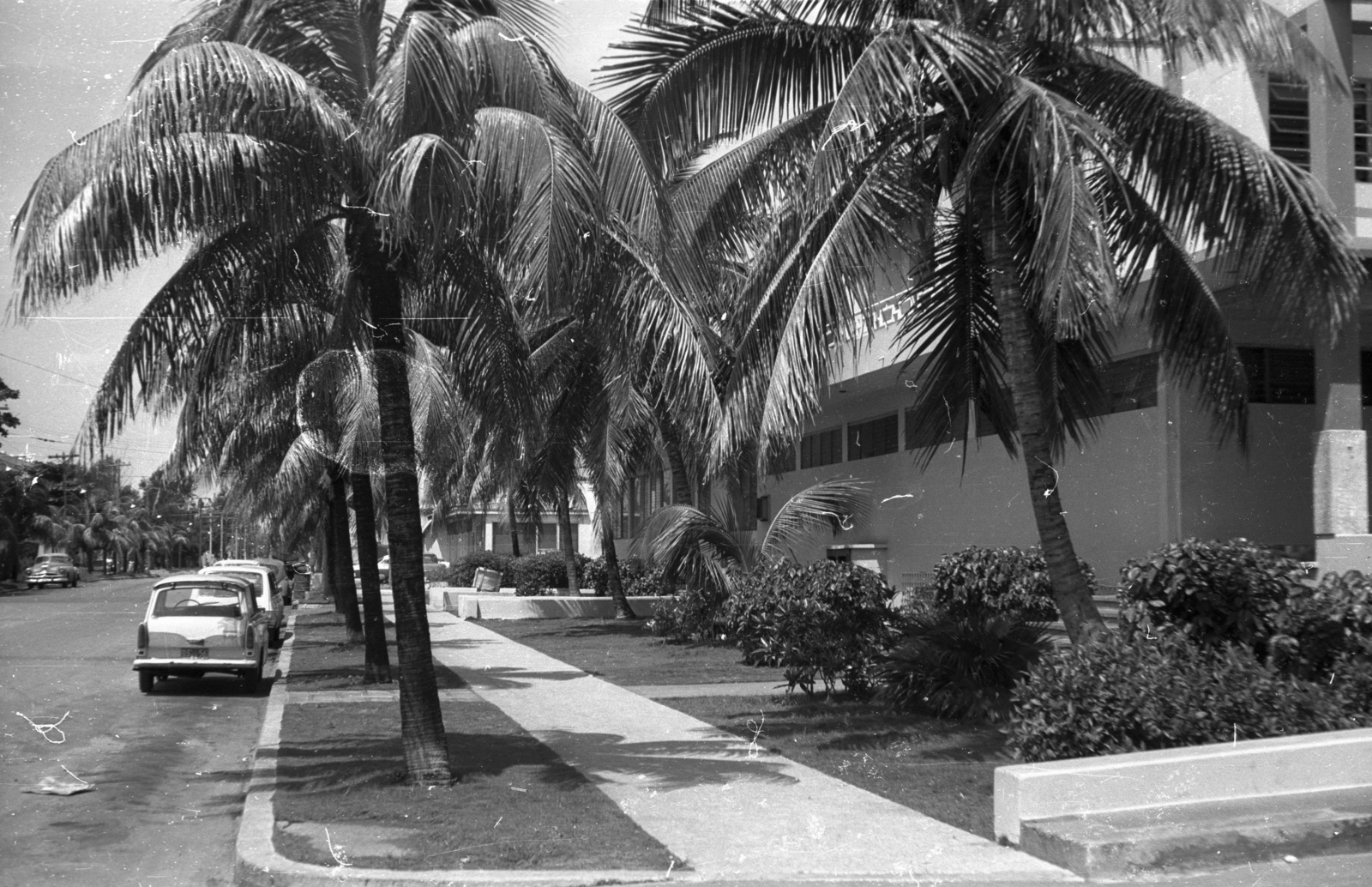 Cuba, Havana, Avenida 1ra, a Hotel Sierra Maestra főbejáratánál., 1974, Mészáros Zoltán, street view, palm tree, Fortepan #61570