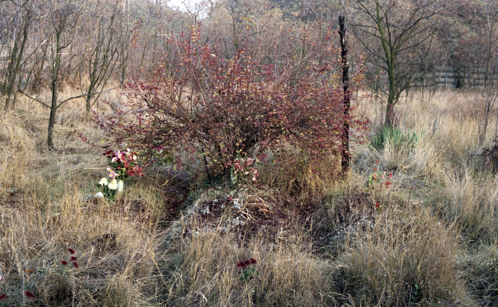 Hungary, Budapest X., Új Köztemető, 301-es parcella., 1988, Hodosán Róza, colorful, flower, cemetery, Budapest, Effects of the 1956 Revolution, regime change, Fortepan #61595