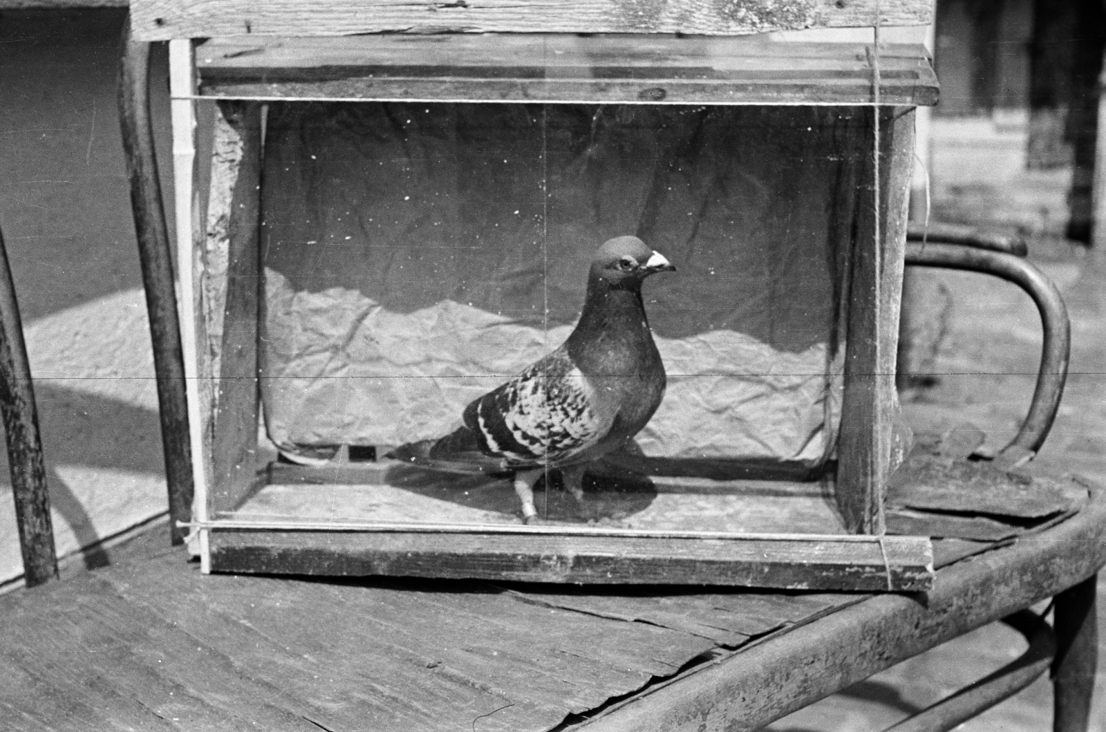 1957, Lipovits Károly, carrier pigeon, Fortepan #61836