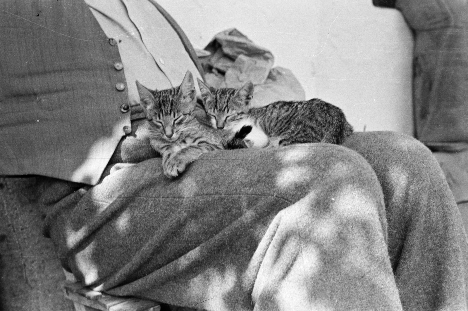 1957, Lipovits Károly, cat, Fortepan #61837