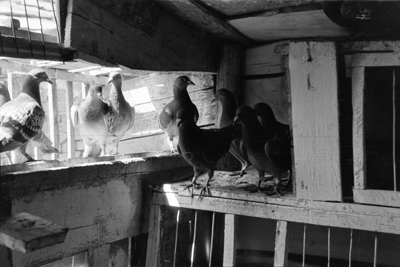 1955, Lipovits Károly, dovecote, dove, carrier pigeon, Fortepan #61973
