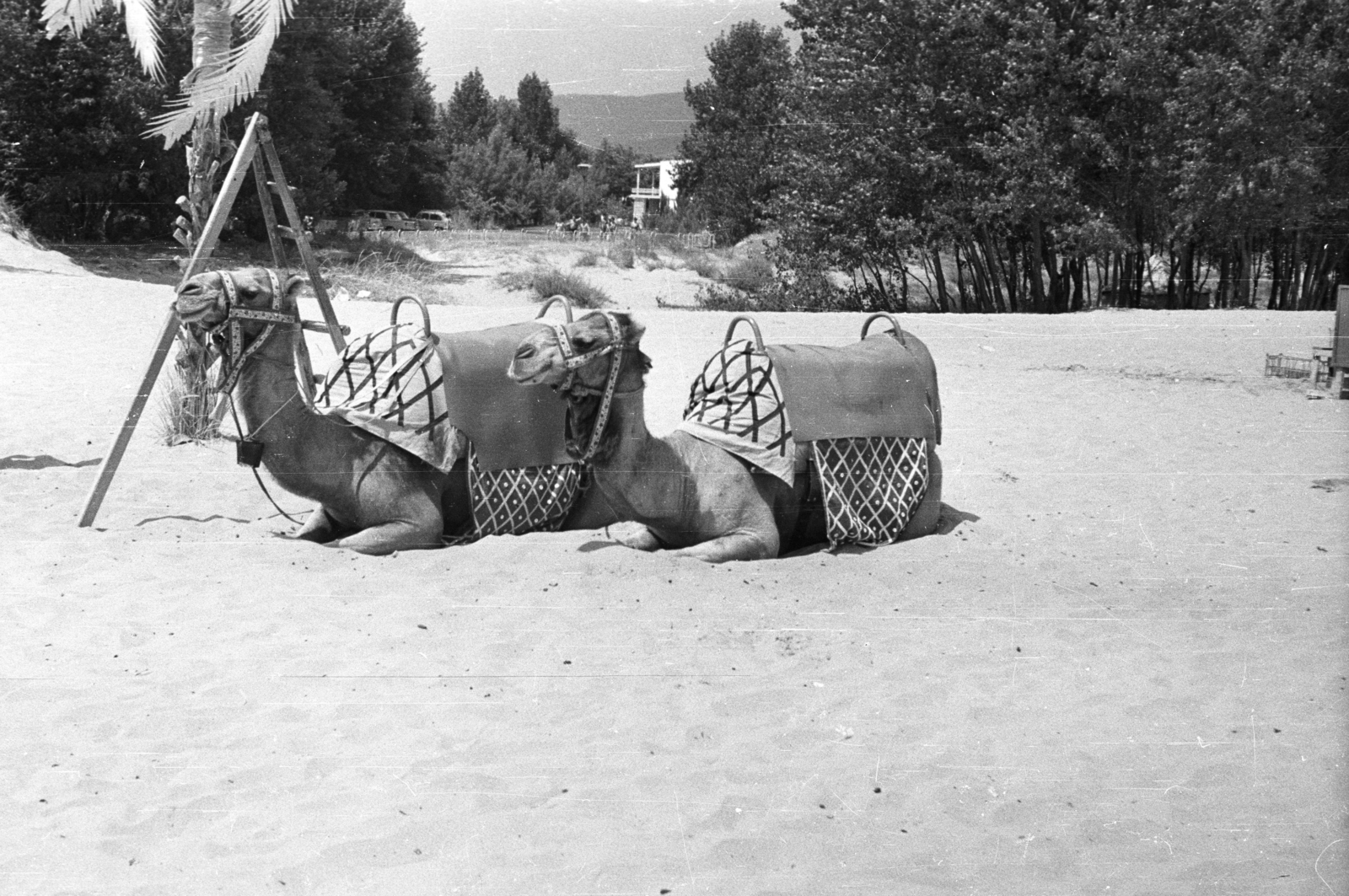 Bulgaria, 1968, A R, beach, camel, Fortepan #62052