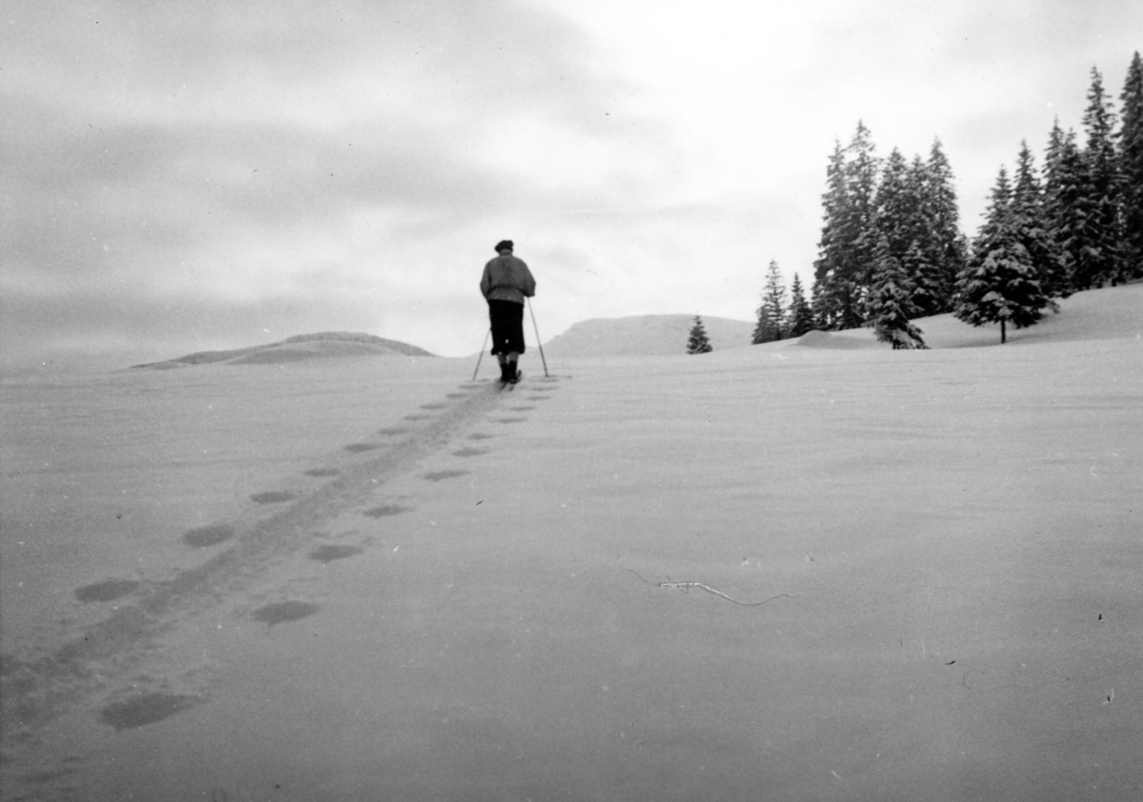 1936, A R, winter, snow, skiing, pine, Fortepan #62167