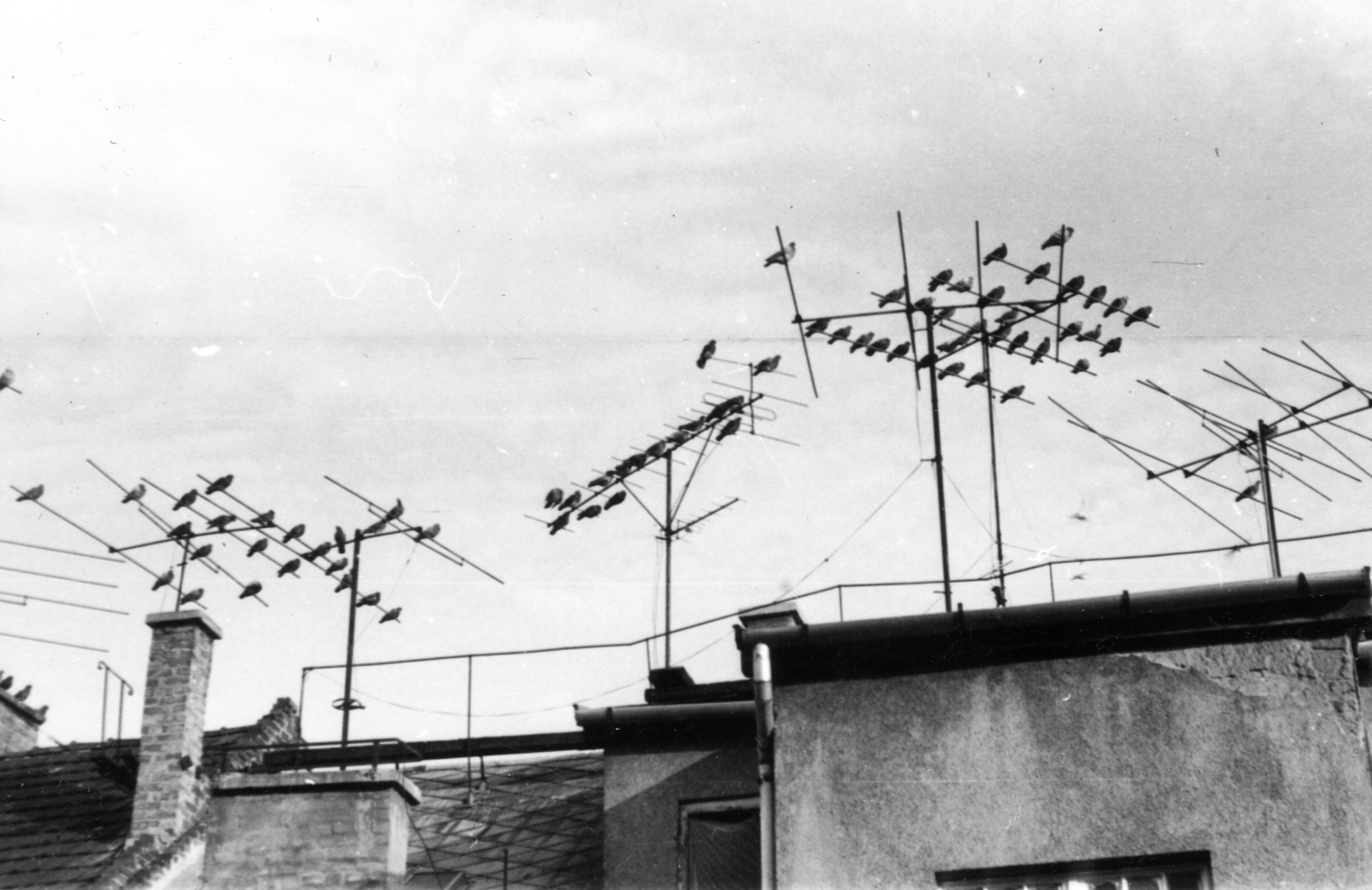 Hungary, Budapest III., tetőantennák az Uszály utca 10. számú házon a Lajos utca 49/a felől nézve., 1962, A R, bird, chimney, aerial, Budapest, Fortepan #62415