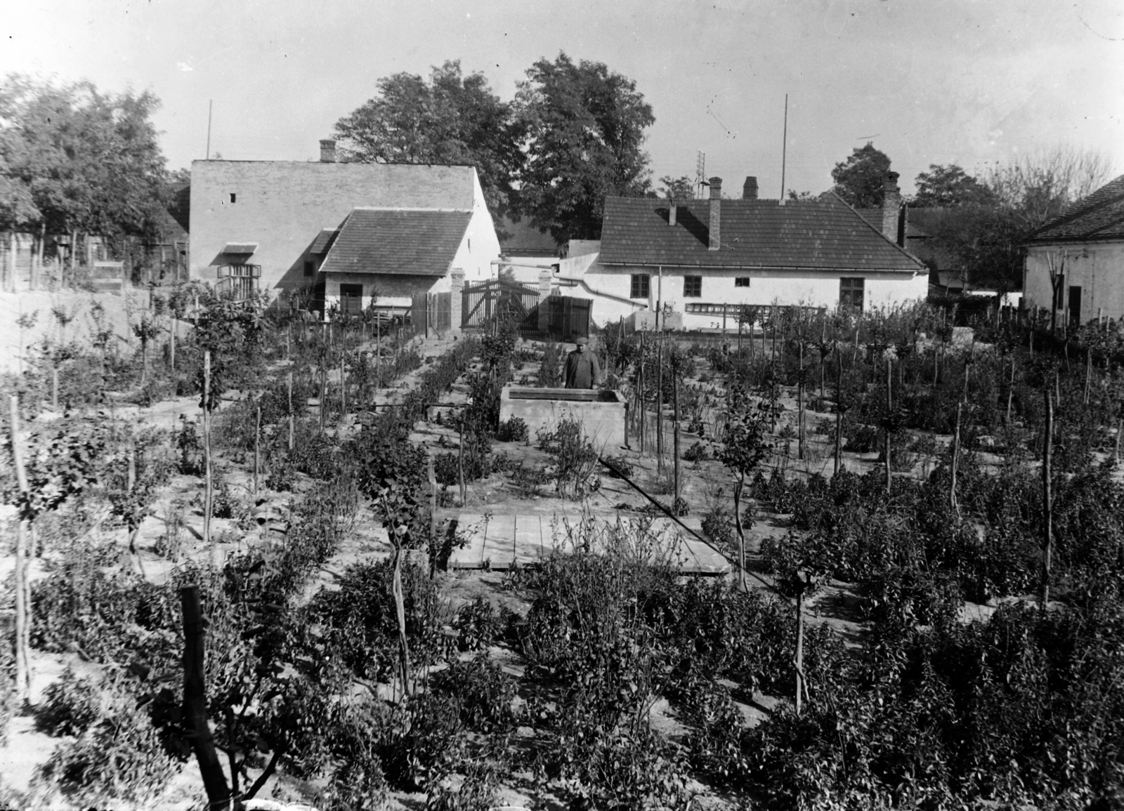 1921, Veszprém Megyei Levéltár/Klauszer, garden, sapling, Fortepan #62750