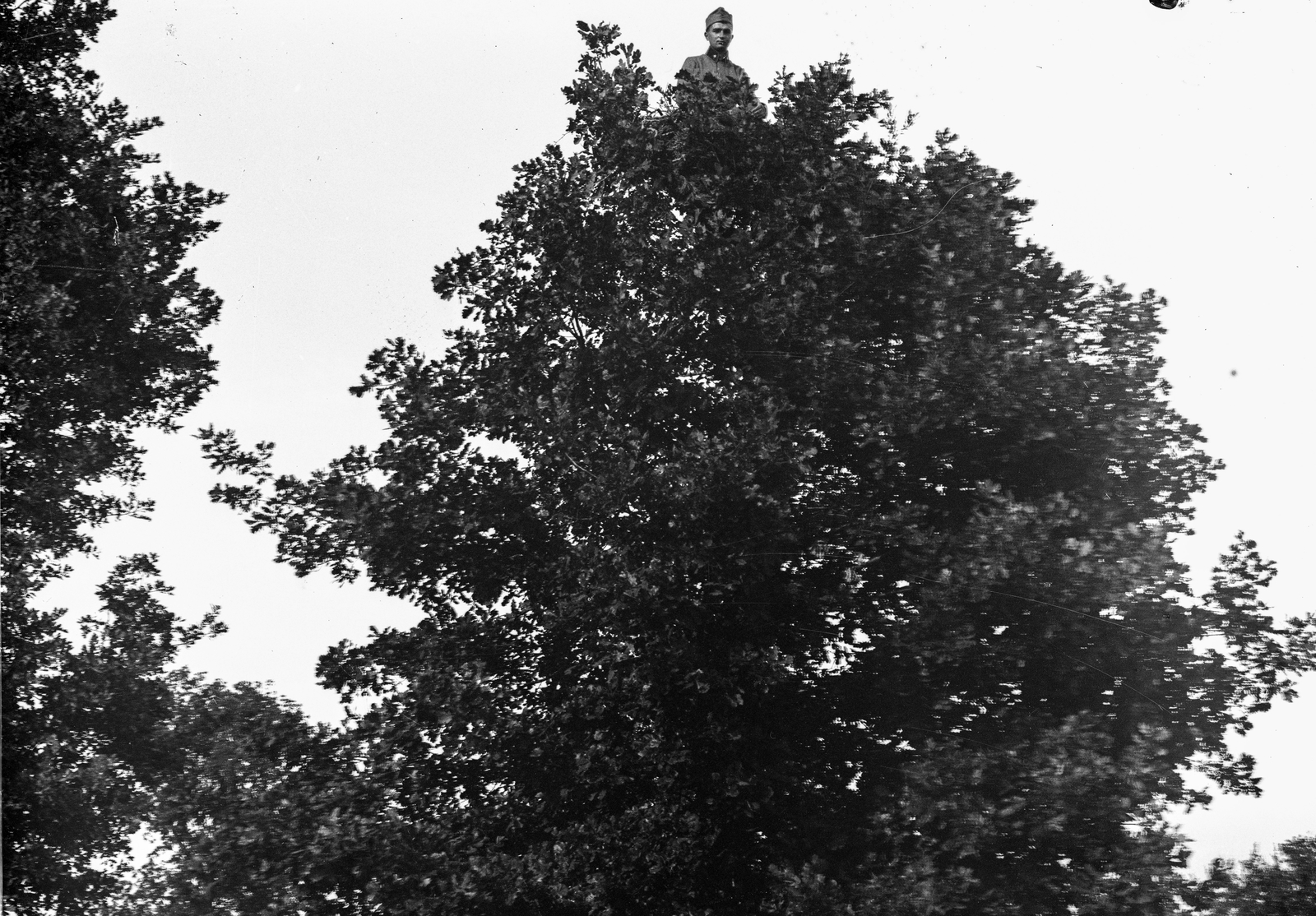 1914, Veszprém Megyei Levéltár/Klauszer, solitude, jesting, humour, sitting on a tree, Fortepan #62765