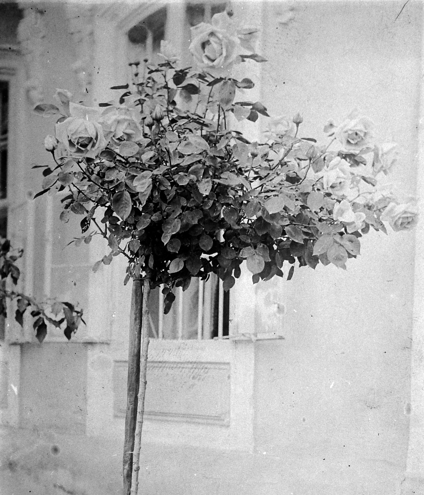1908, Fortepan, virág, rózsa, Fortepan #6331