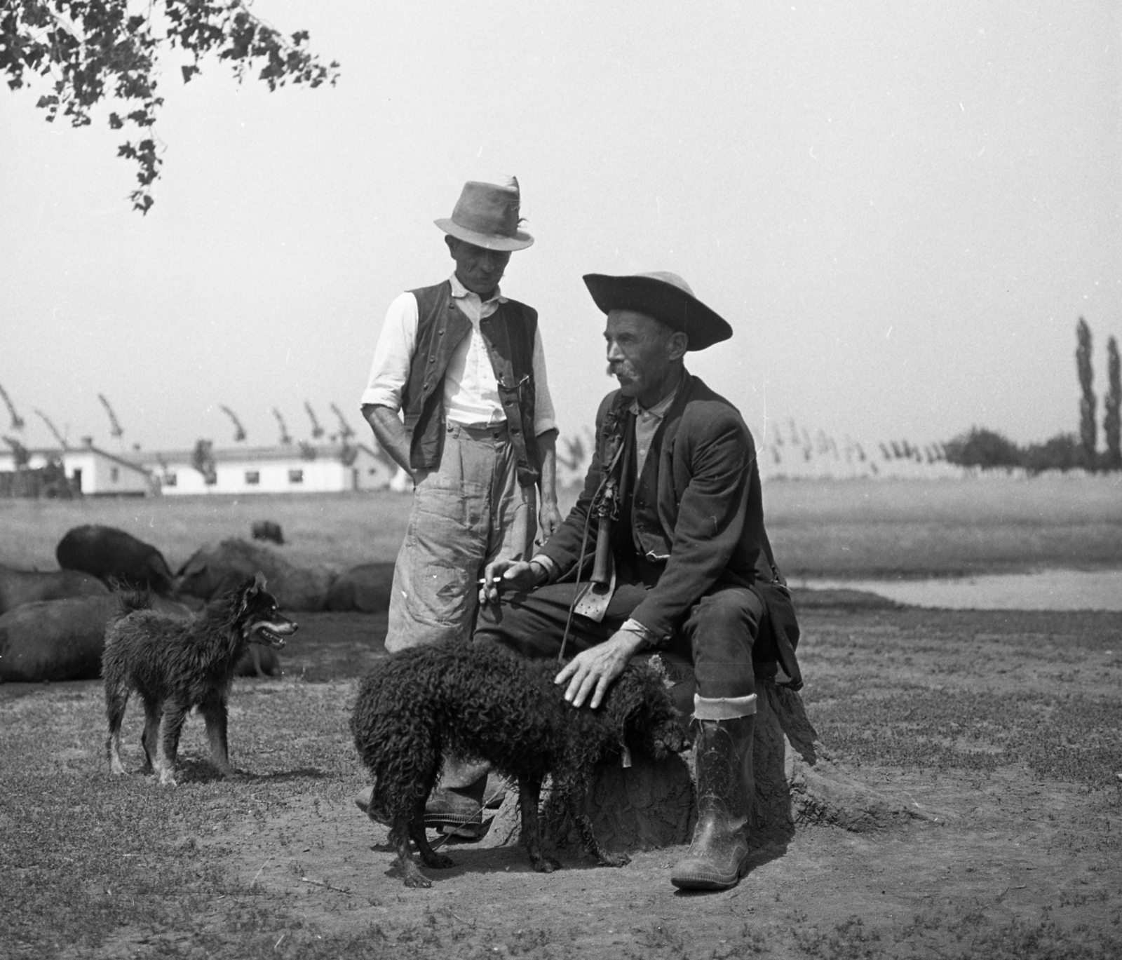 Hungary, a felvétel a később beépített, a mai Kossuth utca - Gárdonyi utca - Hunyadi utca által határolt, egykori mezőgazdasági területen készült., 1964, Magyar Rendőr, dog, shepherd, shepherd dog, bullwhip, group of pigs, vest, watch chain, wellingtons, pig, Fortepan #65052