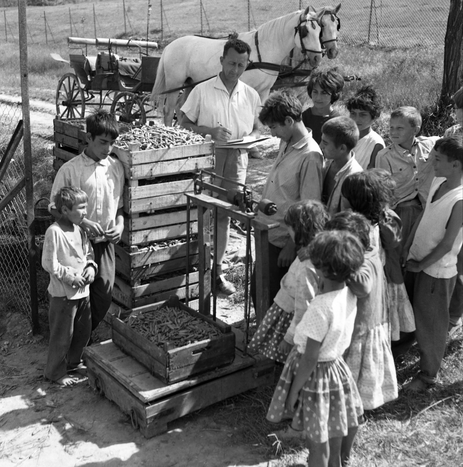 Hungary, Csobánka, 1965, Magyar Rendőr, kids, weigh, Fortepan #65159