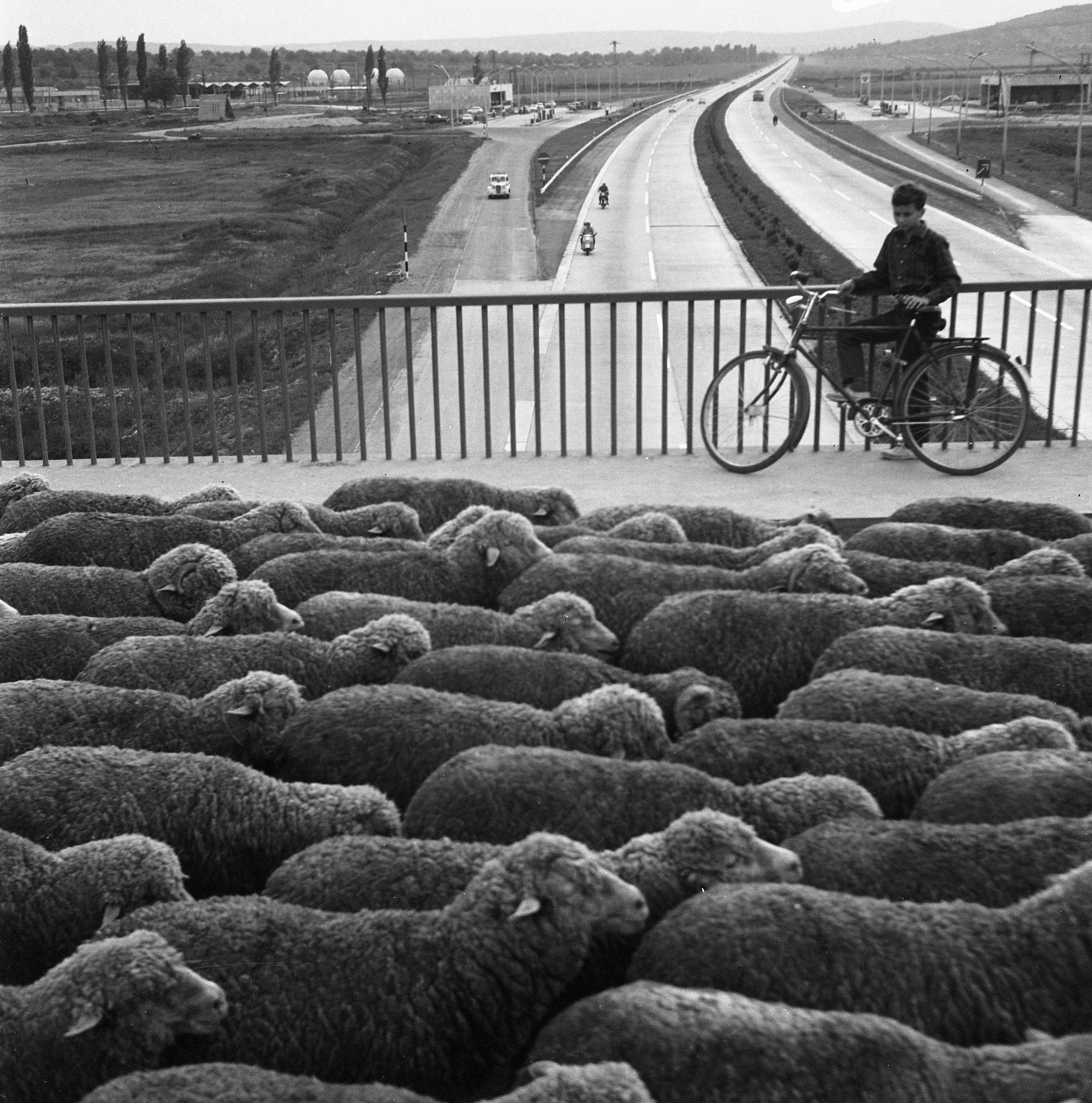 Hungary, Budaörs, Károly Király utcai felüljáró, az M1-M7-es autópálya közös szakasza a benzinkútnál., 1968, Magyar Rendőr, bicycle, sheep, boy, herd, highway, photo aspect ratio: square, Fortepan #65672