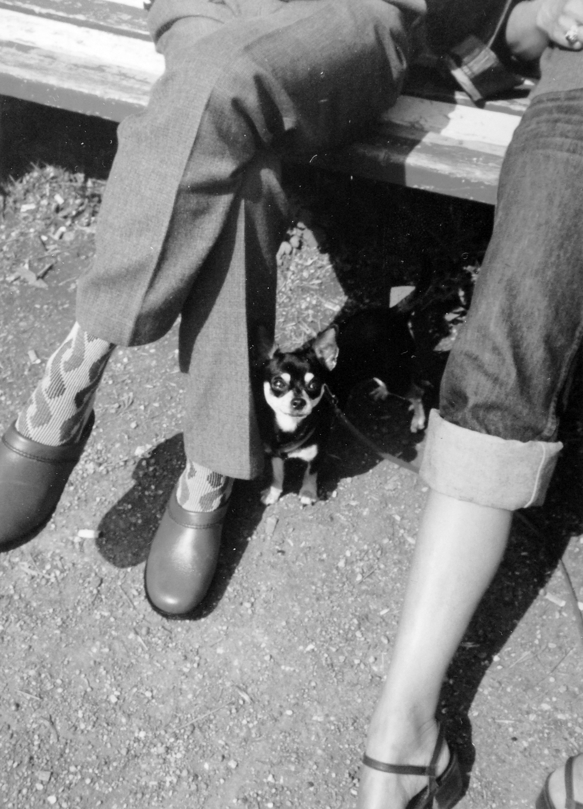 1982, Fortepan, dog, bench, Fortepan #6589