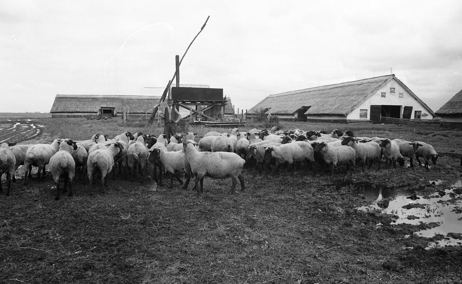 Hungary, Nagyhegyes, Elep, a Hortobágyi Állami Gazdaság juhtelepe., 1980, Magyar Rendőr, sheep, shadoof, shepherd, Fortepan #66506