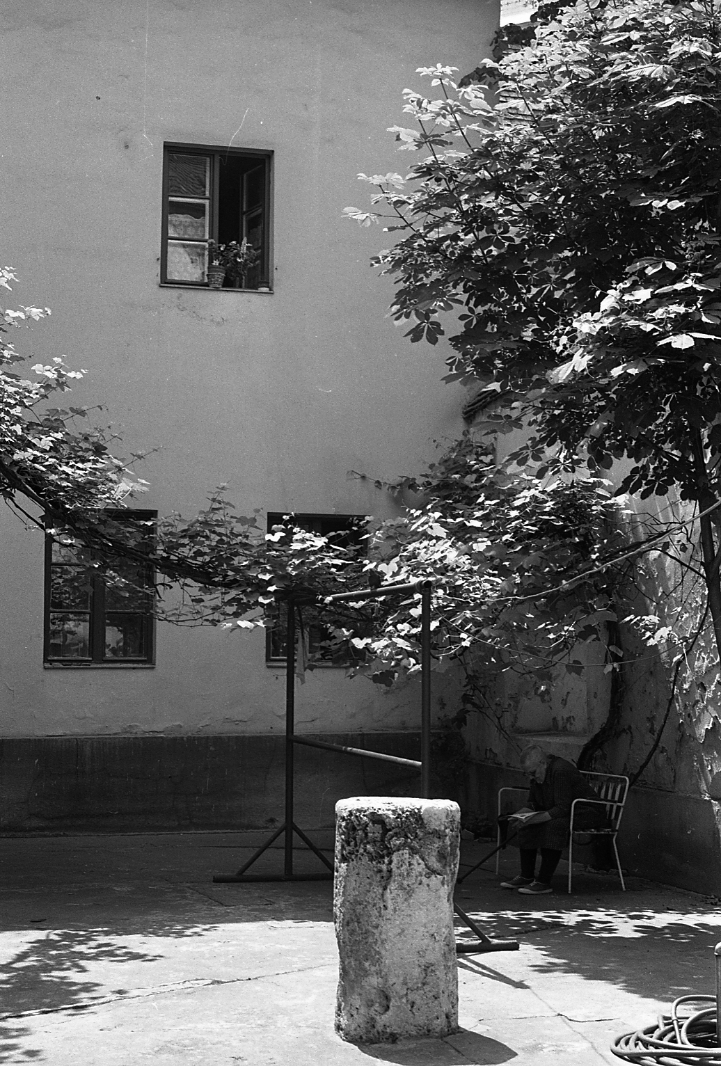 Hungary, Budapest I., a Bécsi kapu tér 8., az udvarban, a pad takarásában látható szőlőtőke Budapest védett természeti értéke., 1981, Magyar Rendőr, yard, bower, chestnut tree, grindstone, vine, Budapest, Fortepan #66609