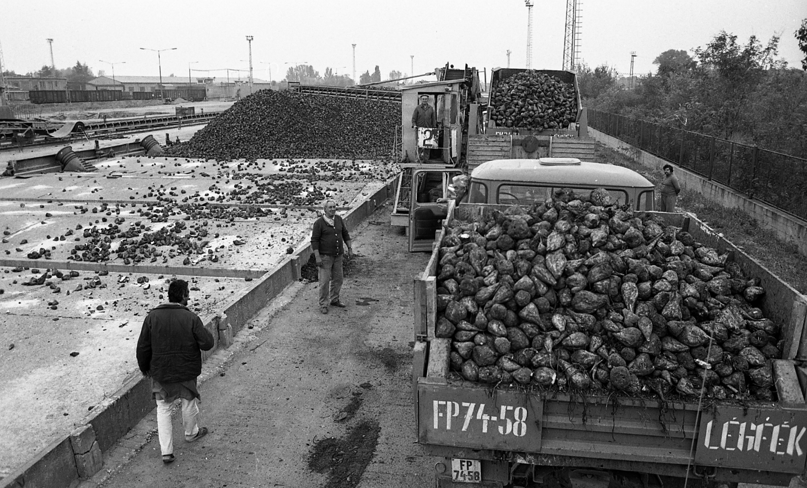 Magyarország, Ercsi, Ercsi Cukorgyár, a teherautókon érkező cukorrépa prizmákban történő tárolása a gyárudvaron., 1983, Magyar Rendőr, rendszám, cukorrépa, cukorgyártás, Fortepan #67073