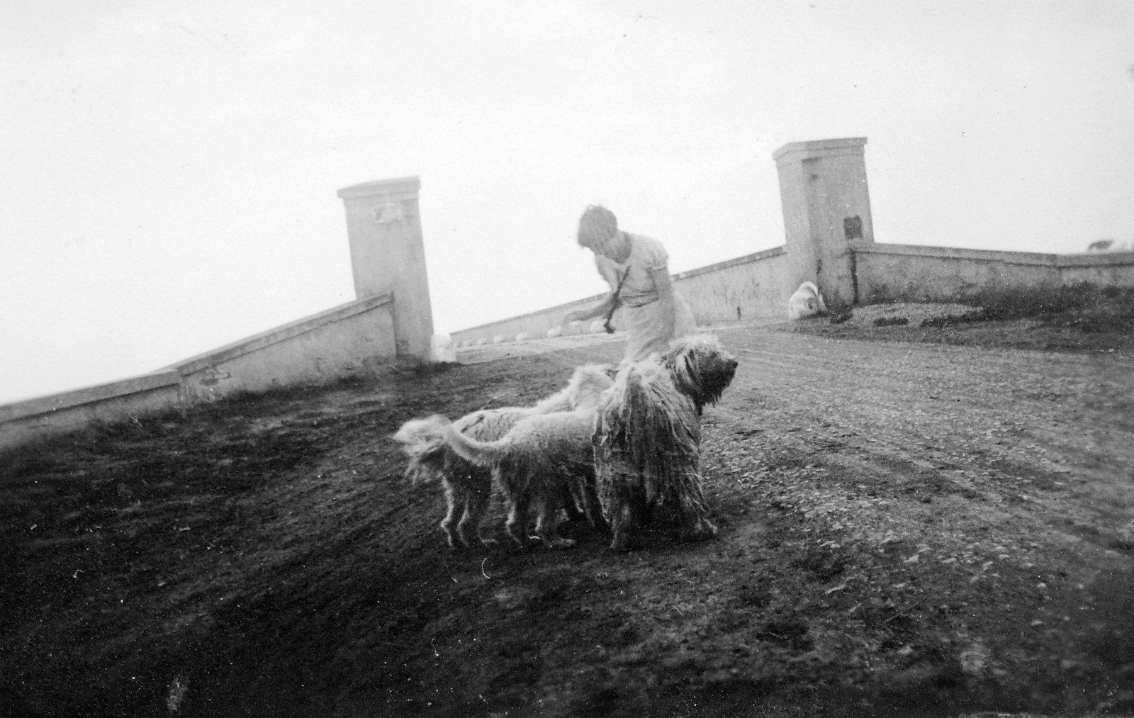 Hungary, Hortobágy, Kilenclyukú híd., 1937, Gyöngyi, bridge, dog, stone bridge, arch bridge, Ferenc Povolny-design, pooch, Fortepan #6876