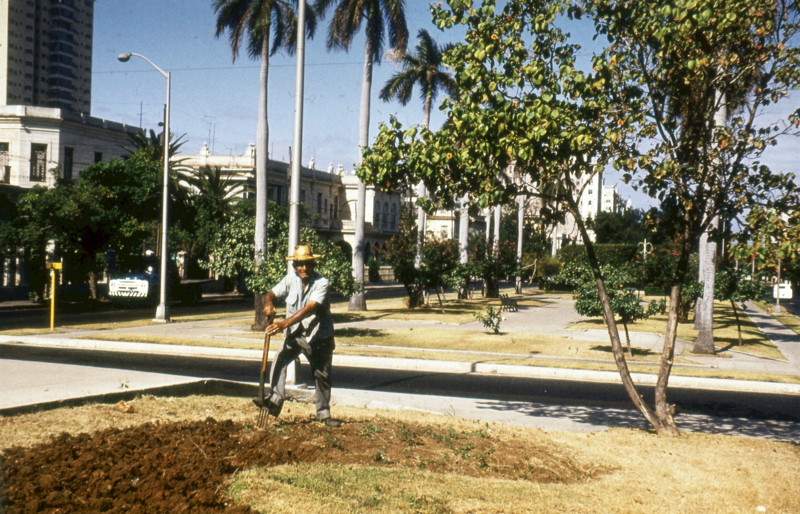 Cuba, Havana, 1974, Mészáros Zoltán, colorful, commercial vehicle, ZIL-brand, palm tree, prong, Fortepan #69757