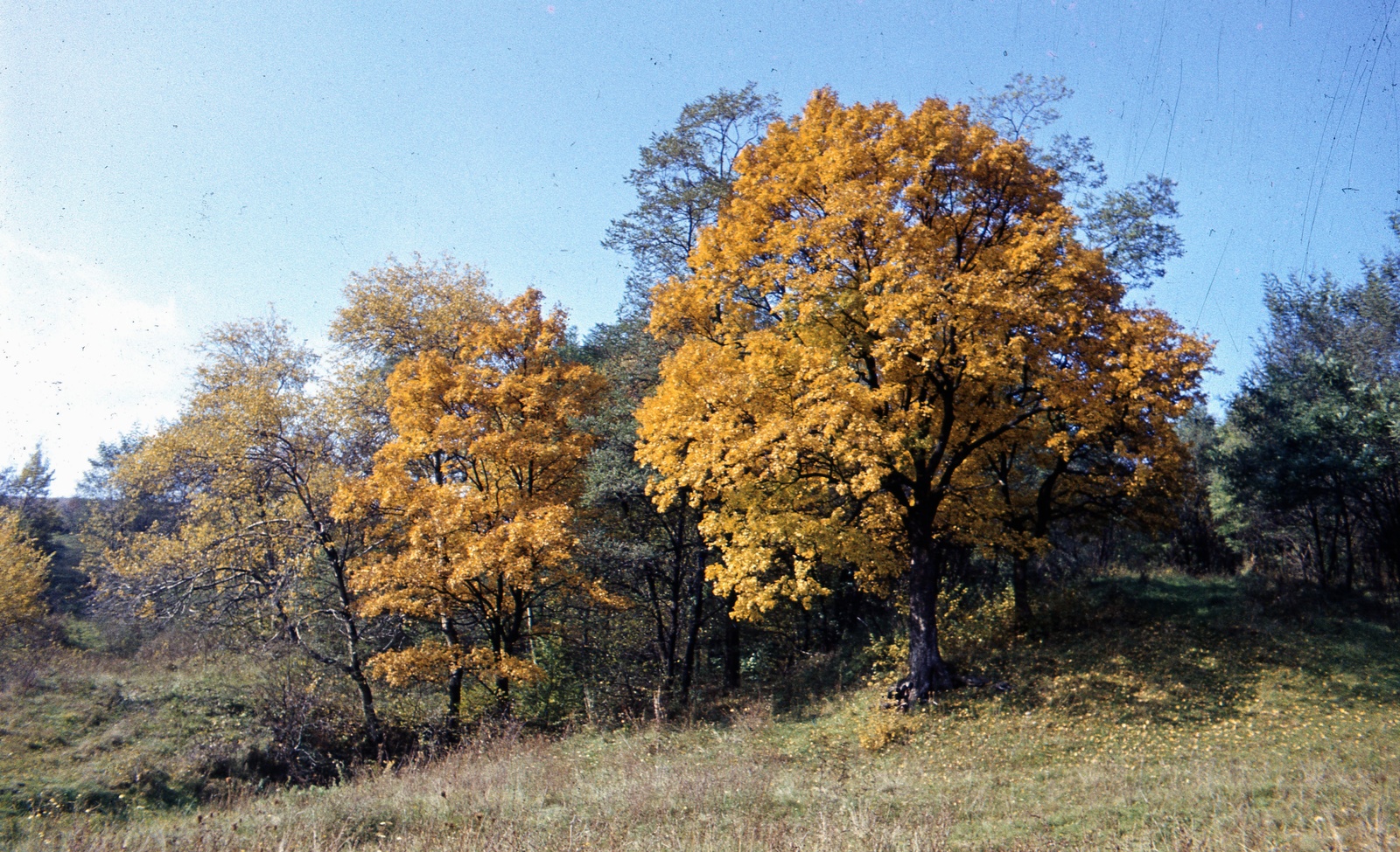 1963, Zsanda Zsolt, Vajszada Károly, colorful, wood, Fortepan #70008