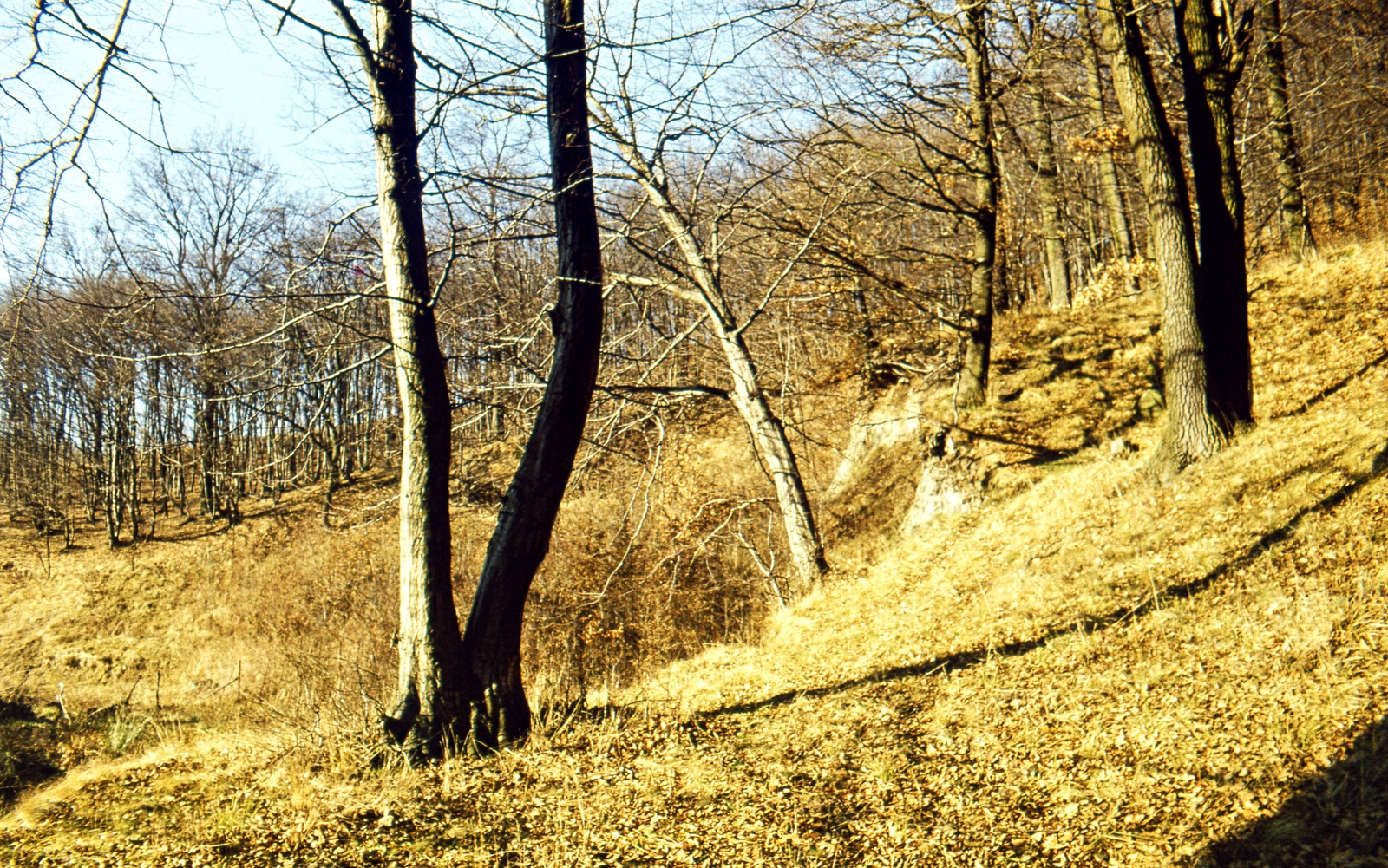 1963, Zsanda Zsolt, Vajszada Károly, woods, colorful, wood, Fortepan #70014