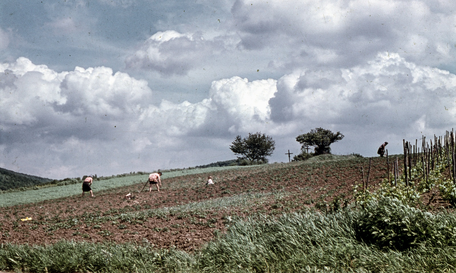 Hungary, Pilisszentlászló, háztáji kert a község határában., 1969, Zsanda Zsolt, Vajszada Károly, colorful, Fortepan #70141