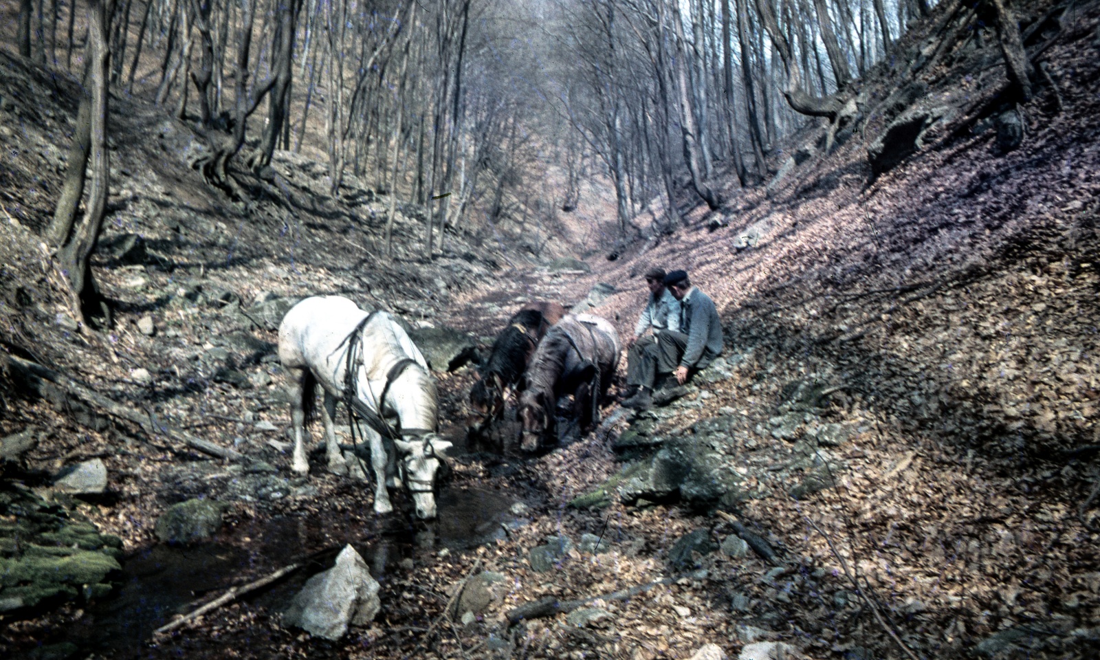 Hungary, Szent László-völgy Pilisszentlászlótól északra., 1969, Zsanda Zsolt, Vajszada Károly, colorful, Fortepan #70164
