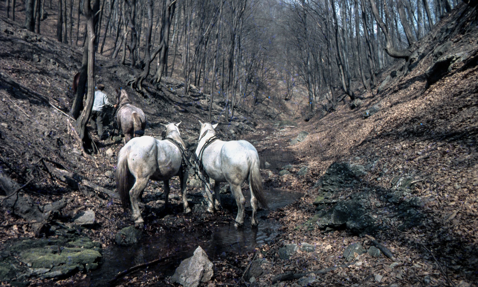 Hungary, Szent László-völgy Pilisszentlászlótól északra., 1969, Zsanda Zsolt, Vajszada Károly, colorful, Fortepan #70165