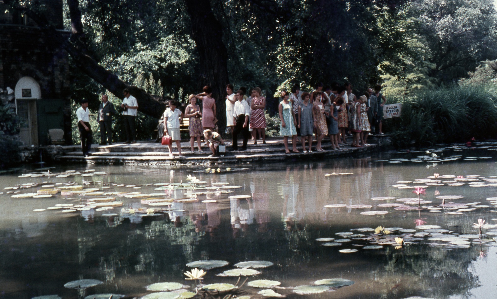 Hungary, Margit Islands, Budapest, Japánkert, halastó., 1967, Zsanda Zsolt, Vajszada Károly, colorful, water lily, Fortepan #70225