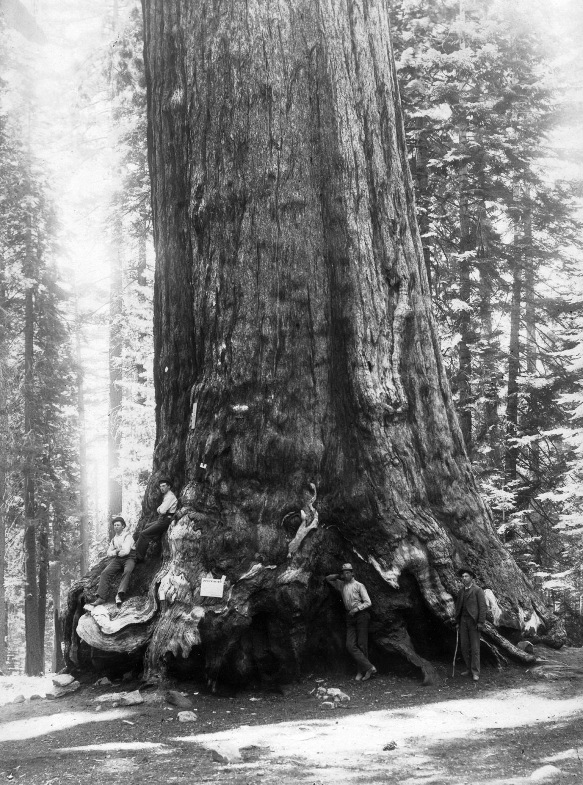 Amerikai Egyesült Államok, Kalifornia állam, Yosemite Nemzeti Park, óriás mamutfenyő (Sequoiadendron giganteum)., 1912, Teodoro Wolf-Ferrari, keménykalap, mamutfenyő, Fortepan #70455