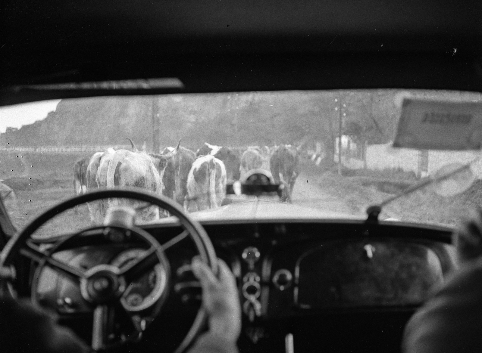 Magyarország, Tokaj, Bodrogkeresztúri út, szemben a kőbánya., 1939, Lissák Tivadar, Steyr-márka, osztrák gyártmány, szarvasmarha, automobil, Steyr 100/200, járműbelső, Best of, Fortepan #71314