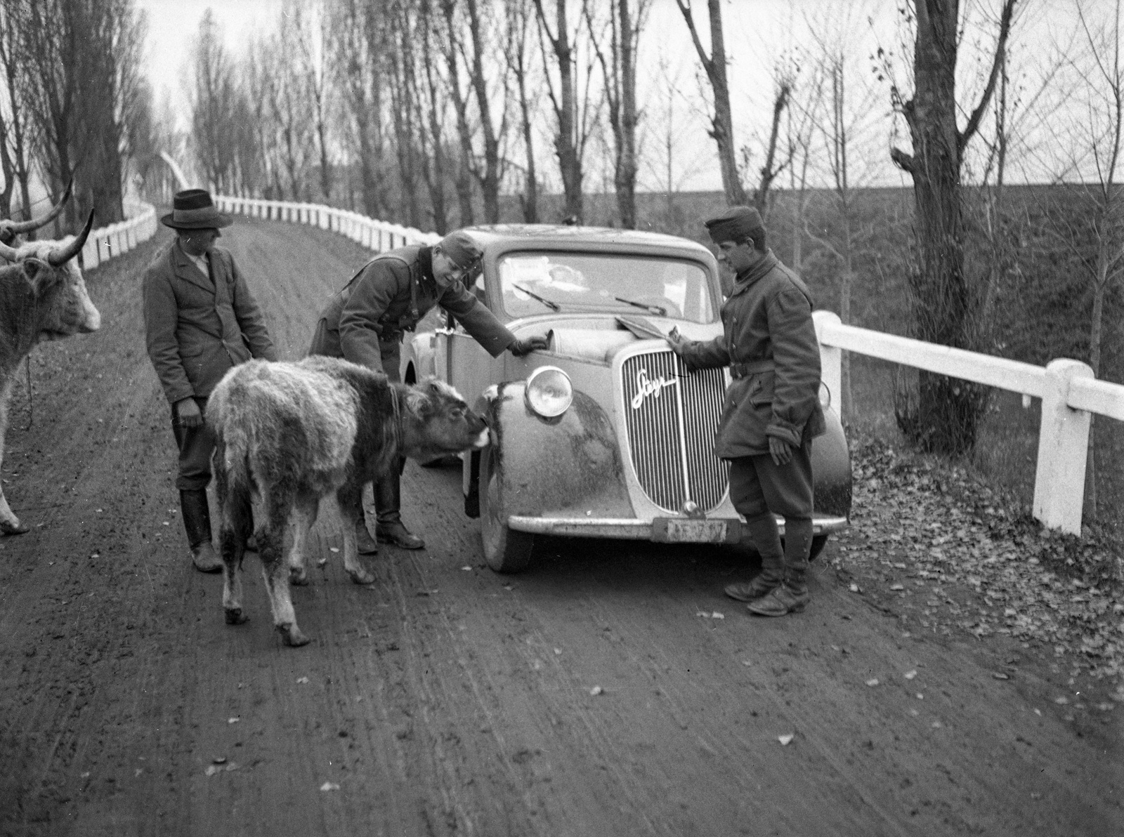 Hungary, a 38-as főút Tokaj és Rakamaz között., 1939, Lissák Tivadar, Steyr-brand, Austrian brand, cattle, soldier, automobile, Best of, Fortepan #71326