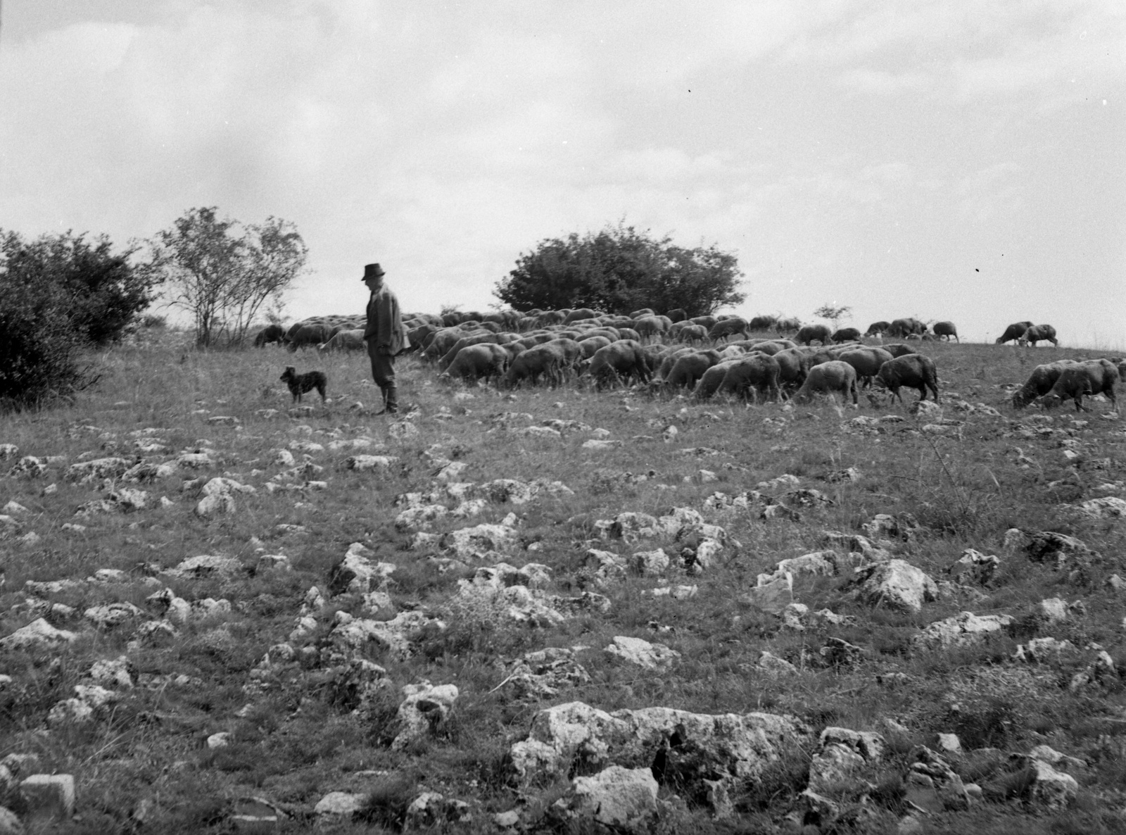 Hungary, Aggteleki-karszt., 1940, Lissák Tivadar, dog, herd, Fortepan #71405
